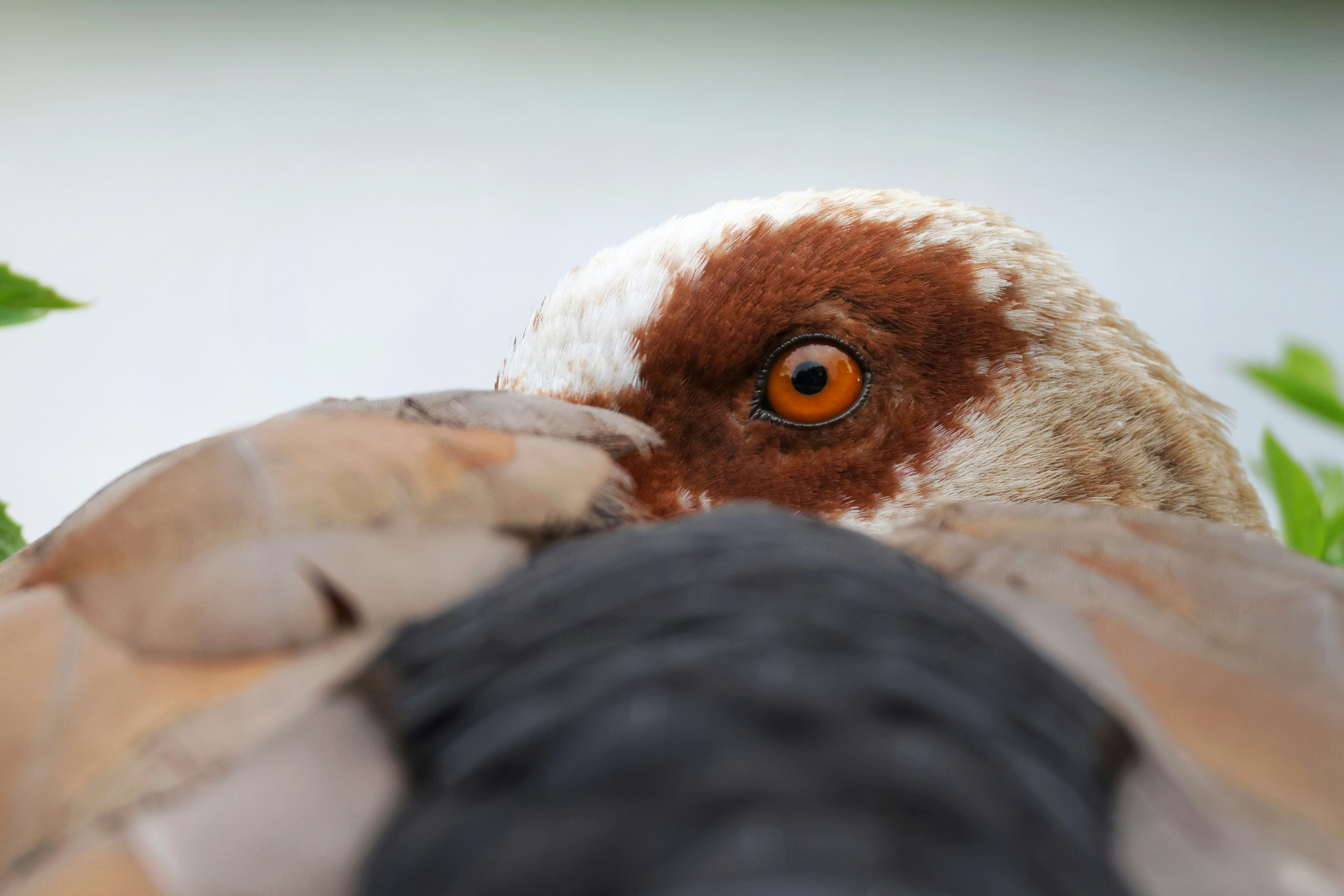 A duck peeking from behind foliage