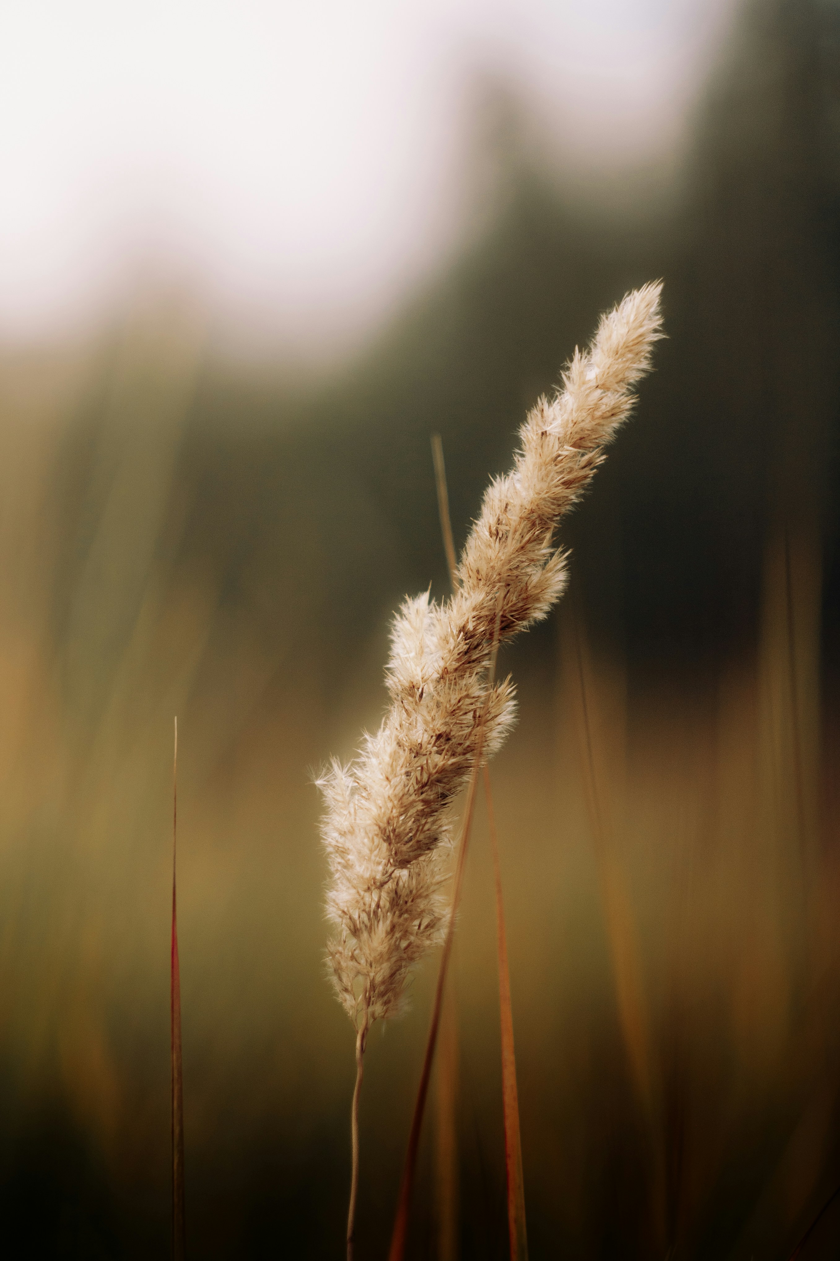 Photo by impermanent