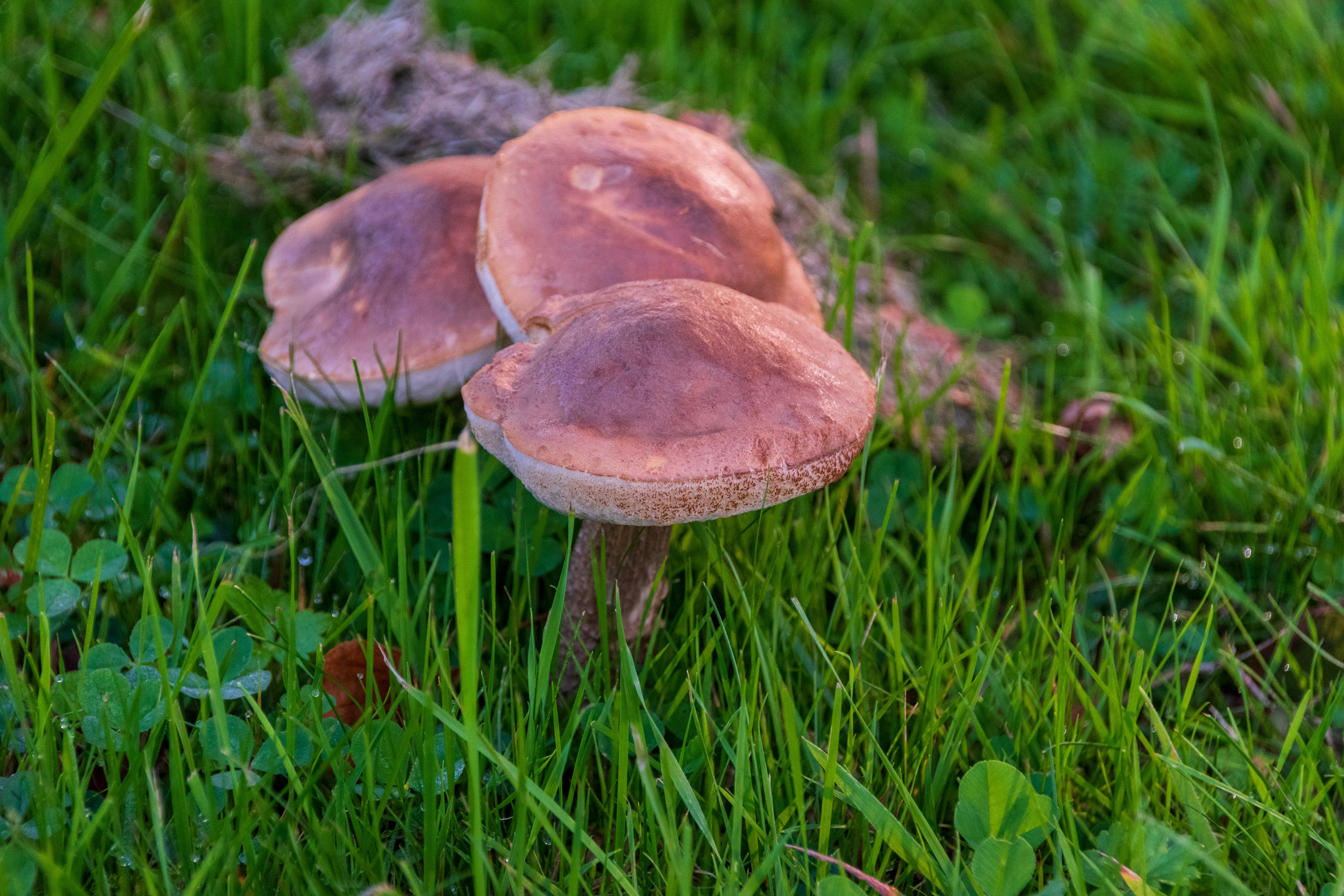 Three brown mushrooms growing in green grass.