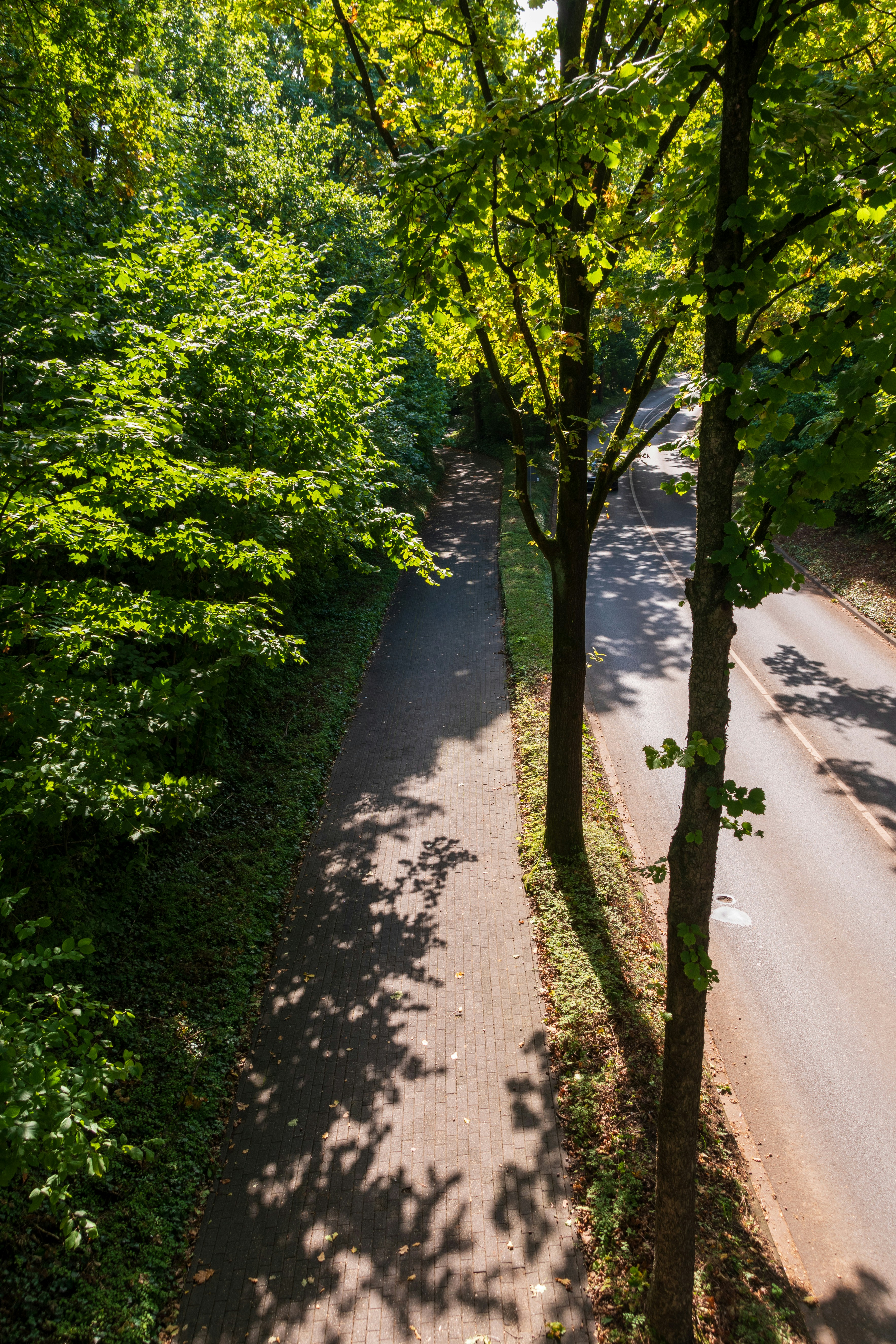 Tree-lined path next to a road in sunlight