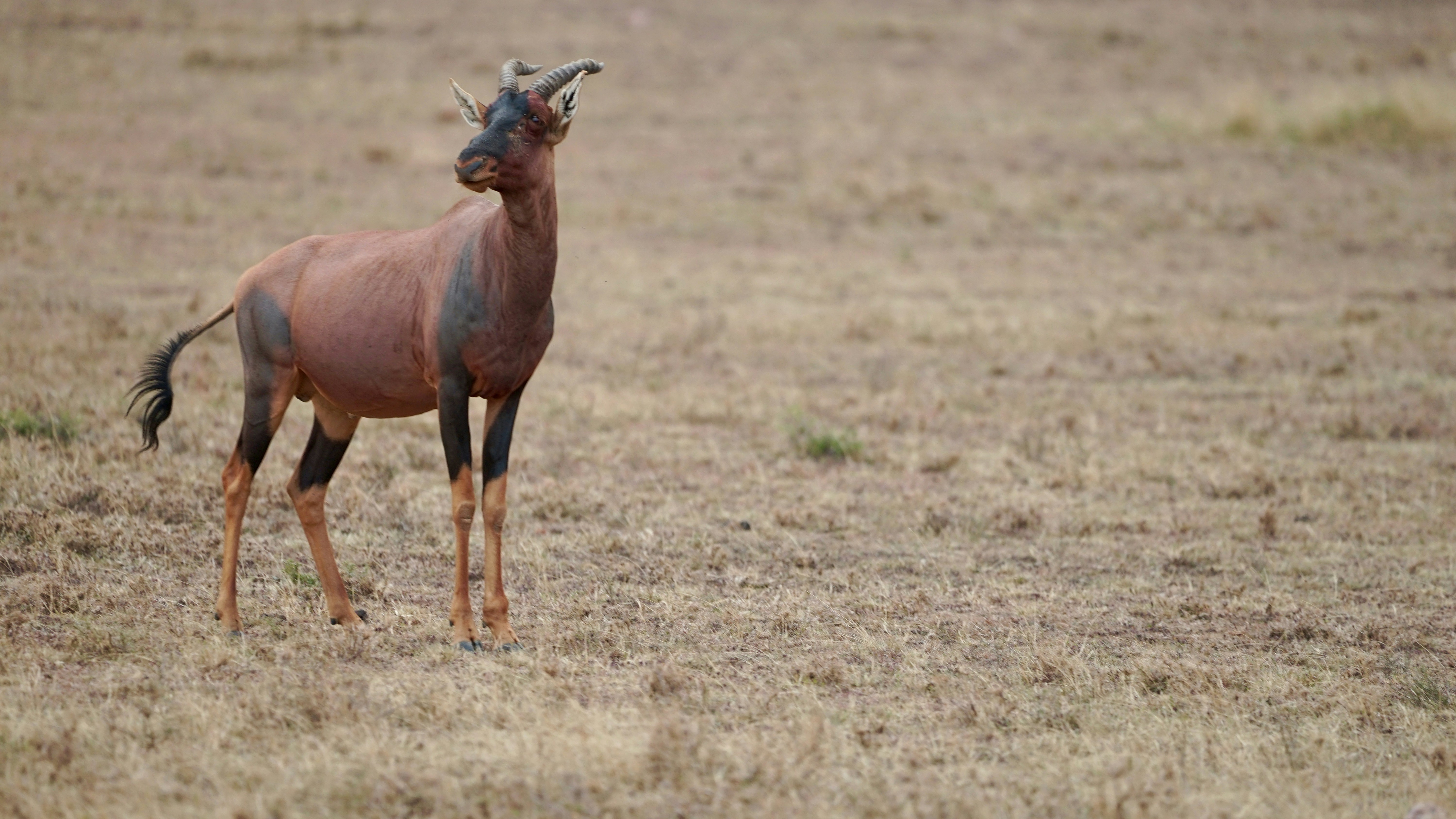 Topi Topi, New South Wales