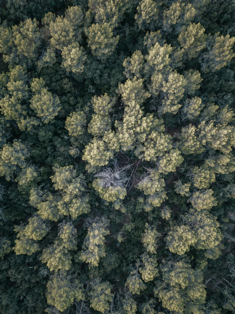 An aerial frame of a dense woodland in summer.