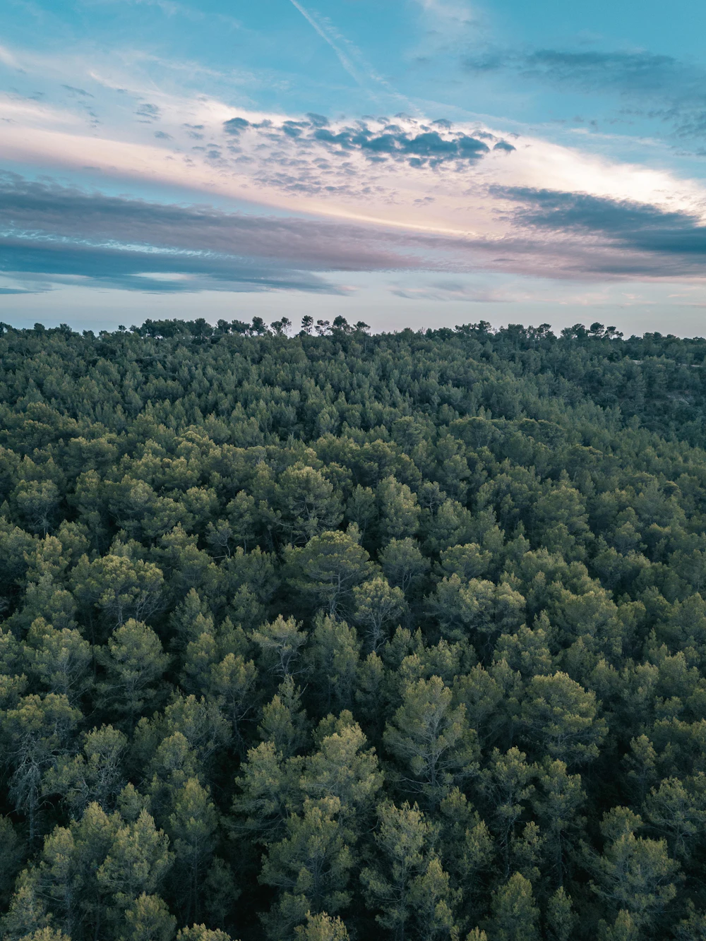 Aerial view of a forested ridge at dusk beneath a colour-shifted sky