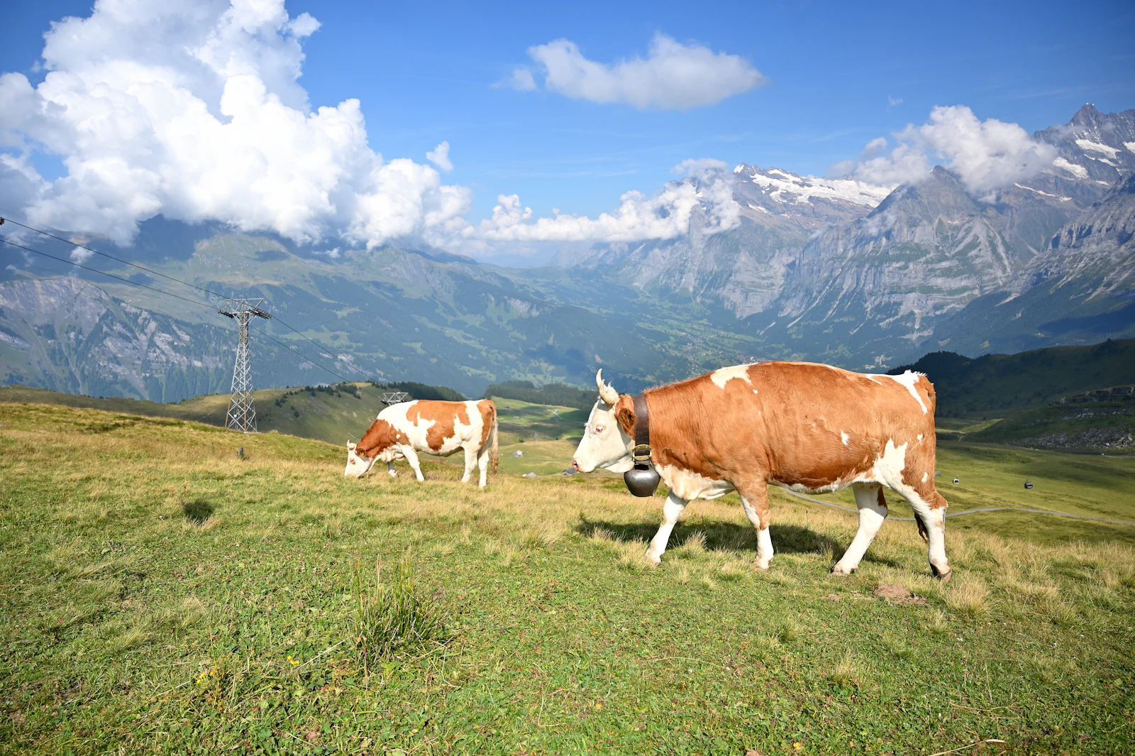 Vaches dans un pâturage de montagne — photo d'illustration