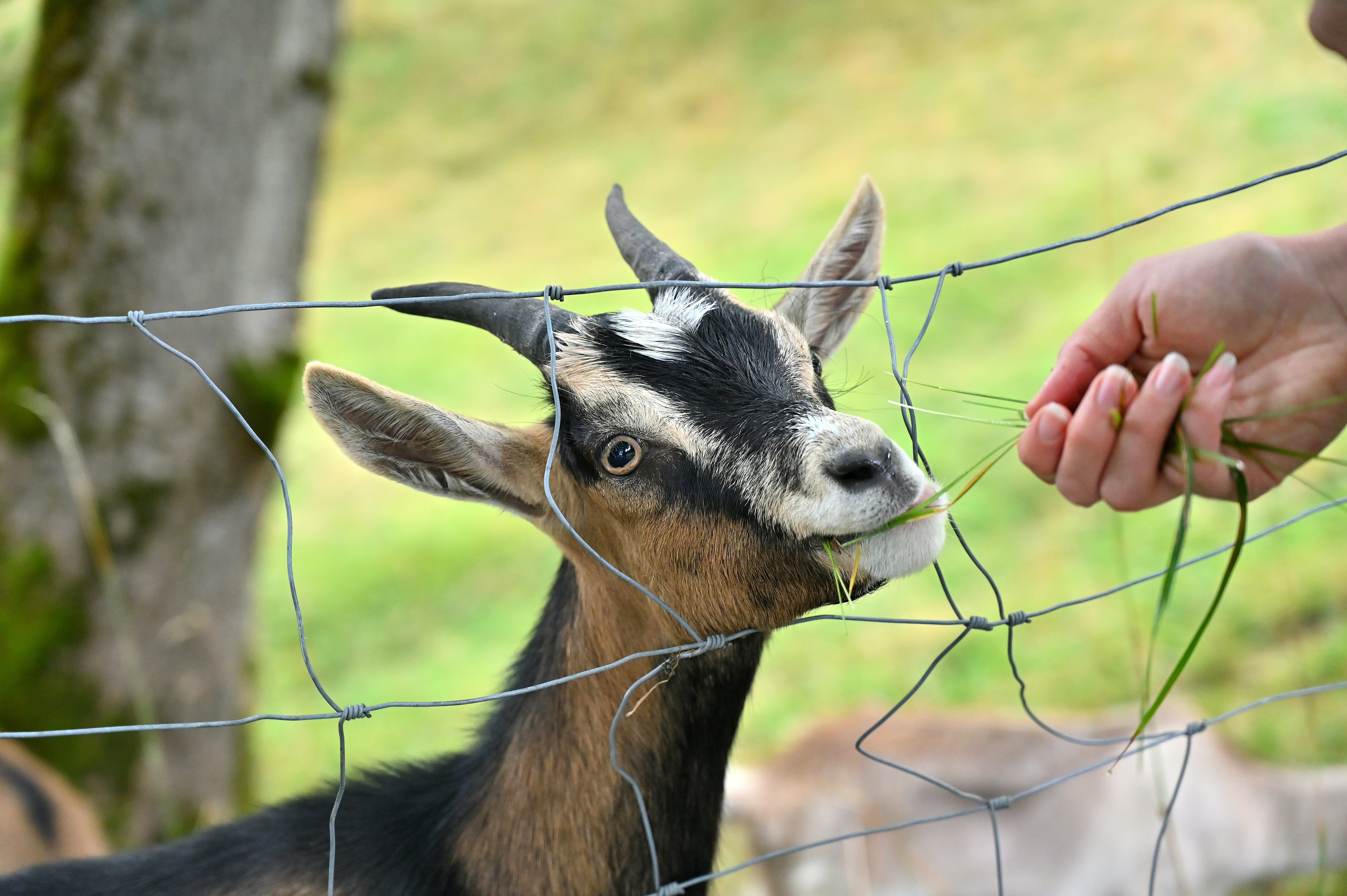 Una persona dà da mangiare l'erba a una capra attraverso una recinzione.
