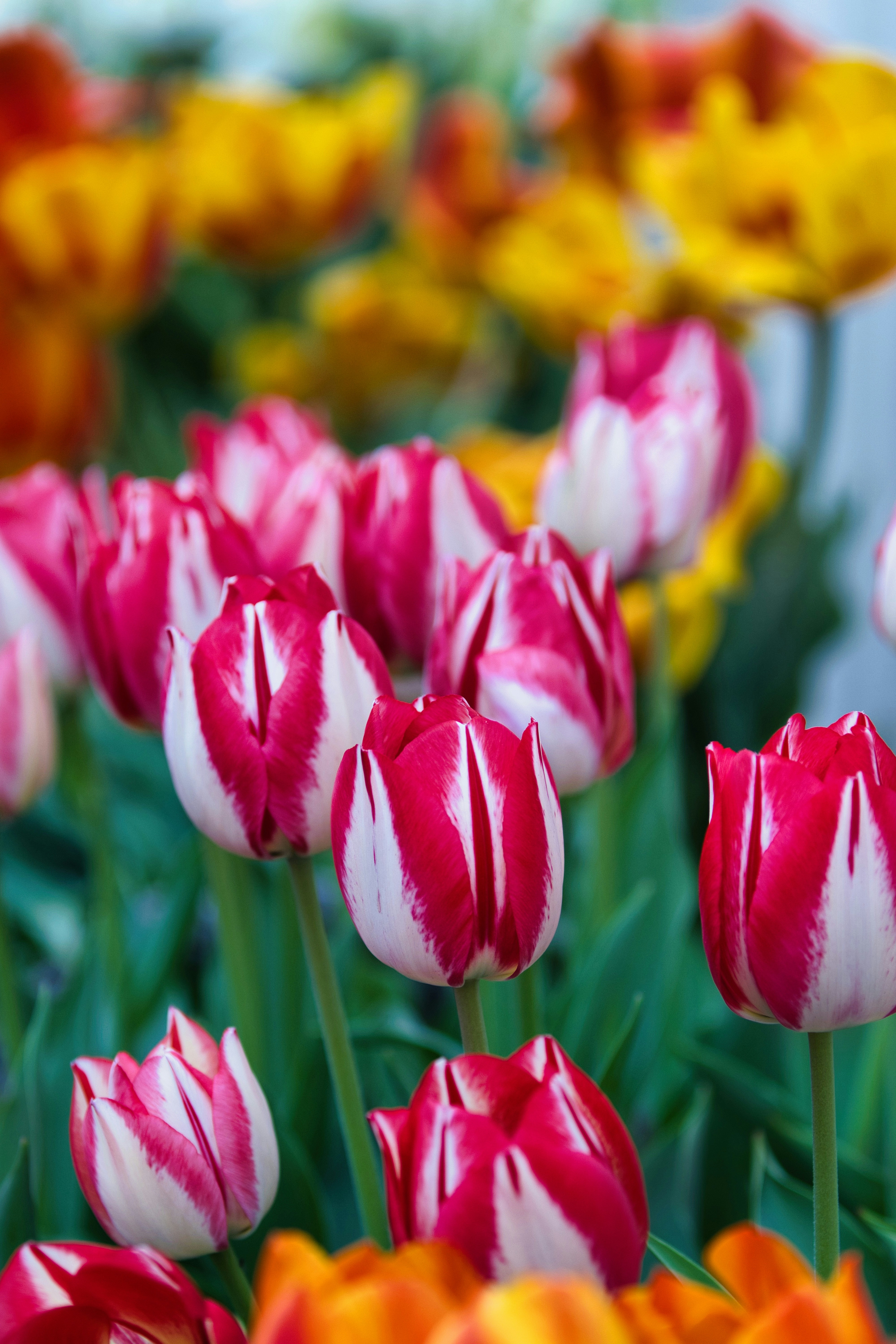 Photo by paws_and_prints