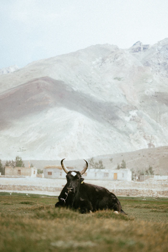 Yak noir dans un champ vert avec montagnes du Ladakh