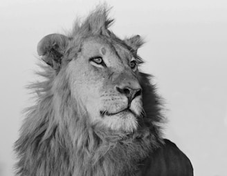 A majestic lion with a wild mane looks intently.