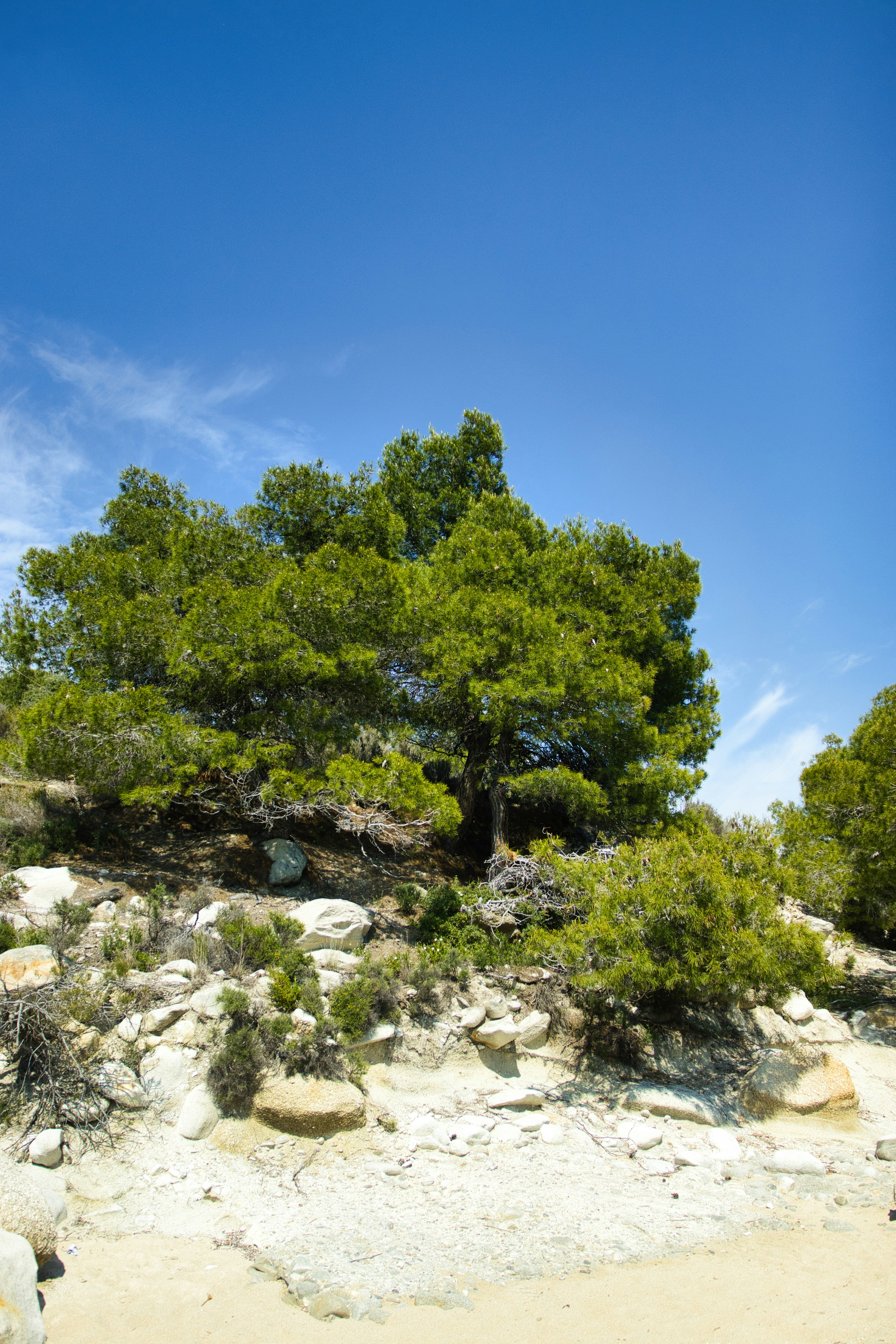 Photo by paws_and_prints