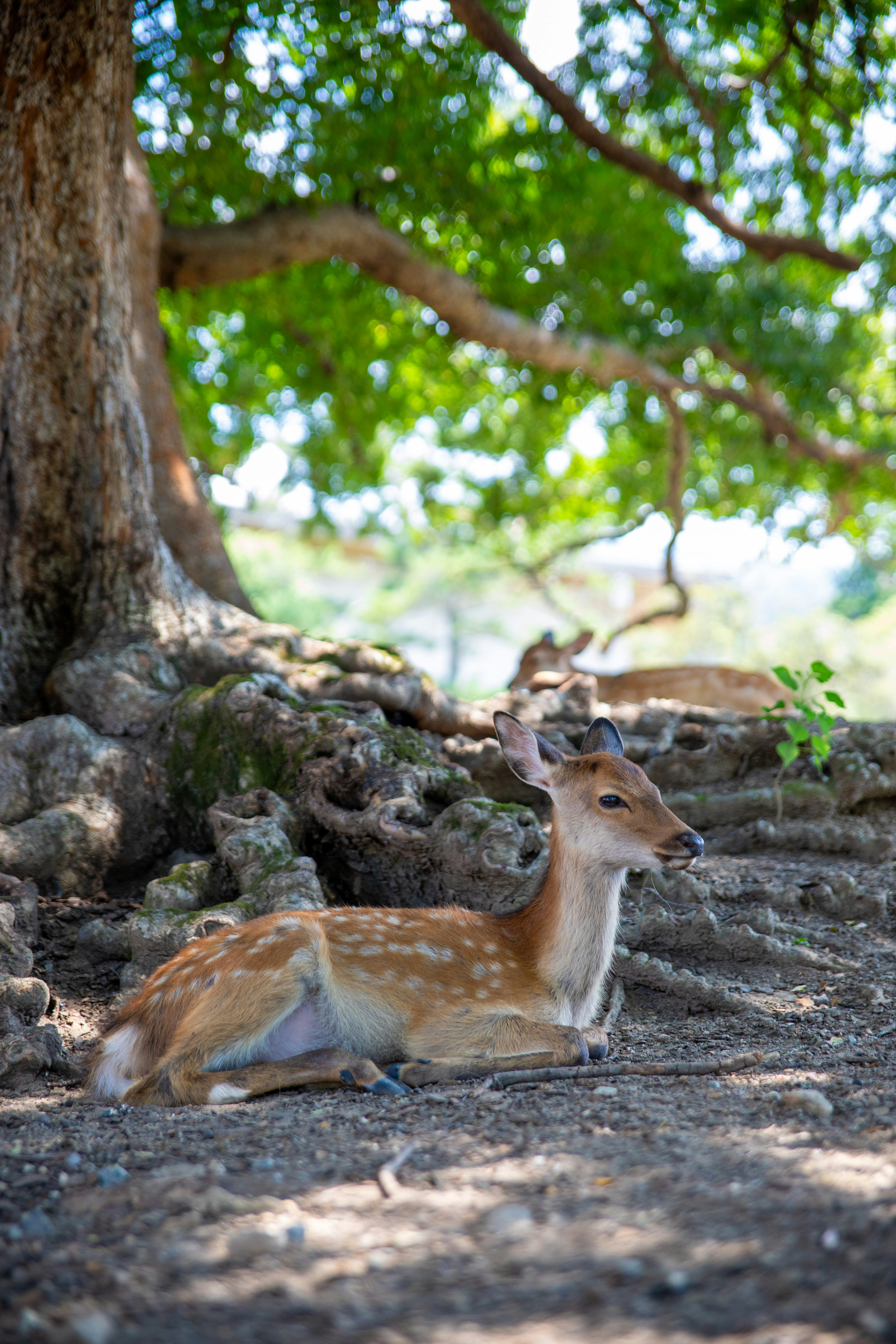 Deer resting under a large tree