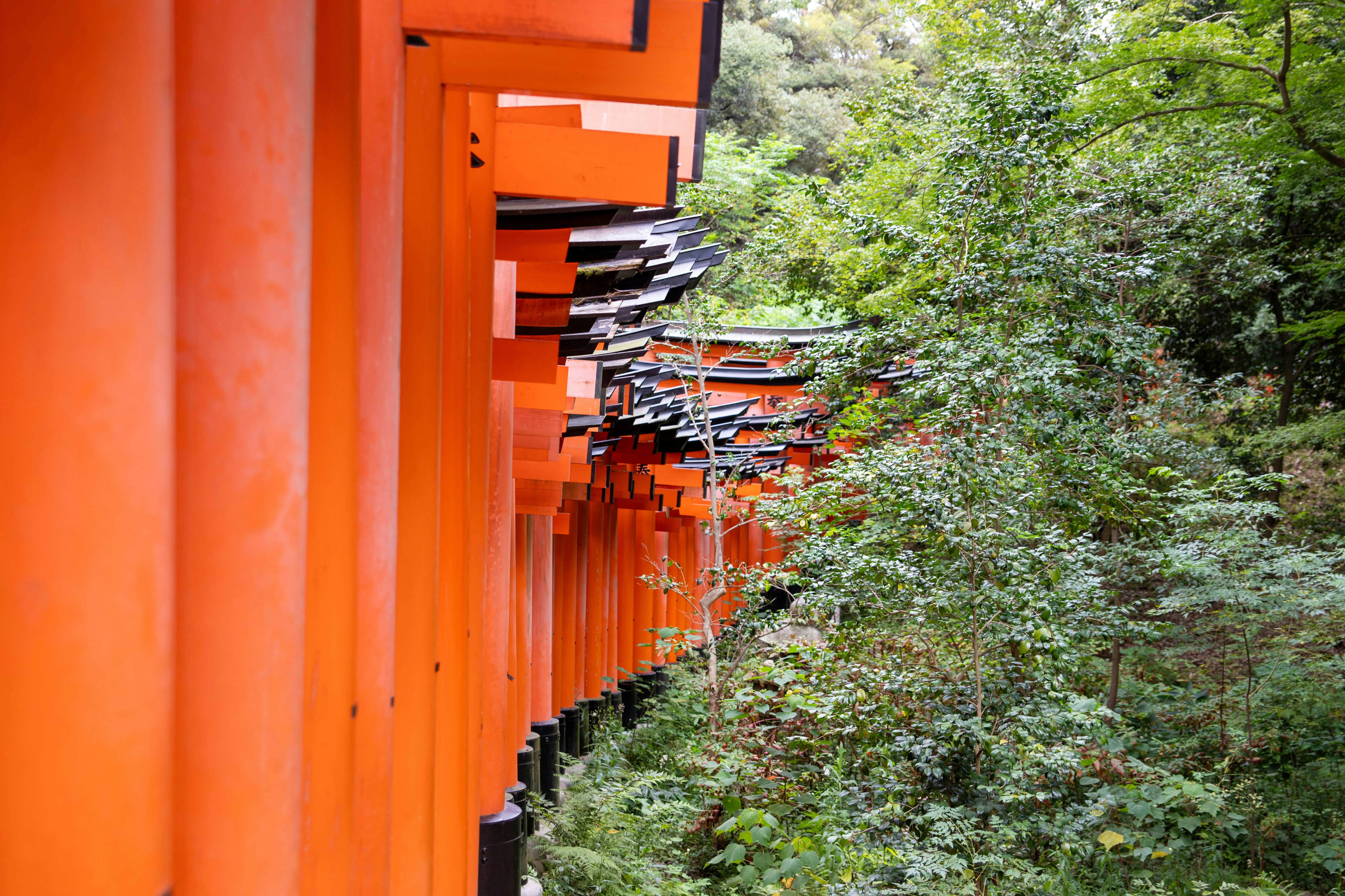 Torii gates