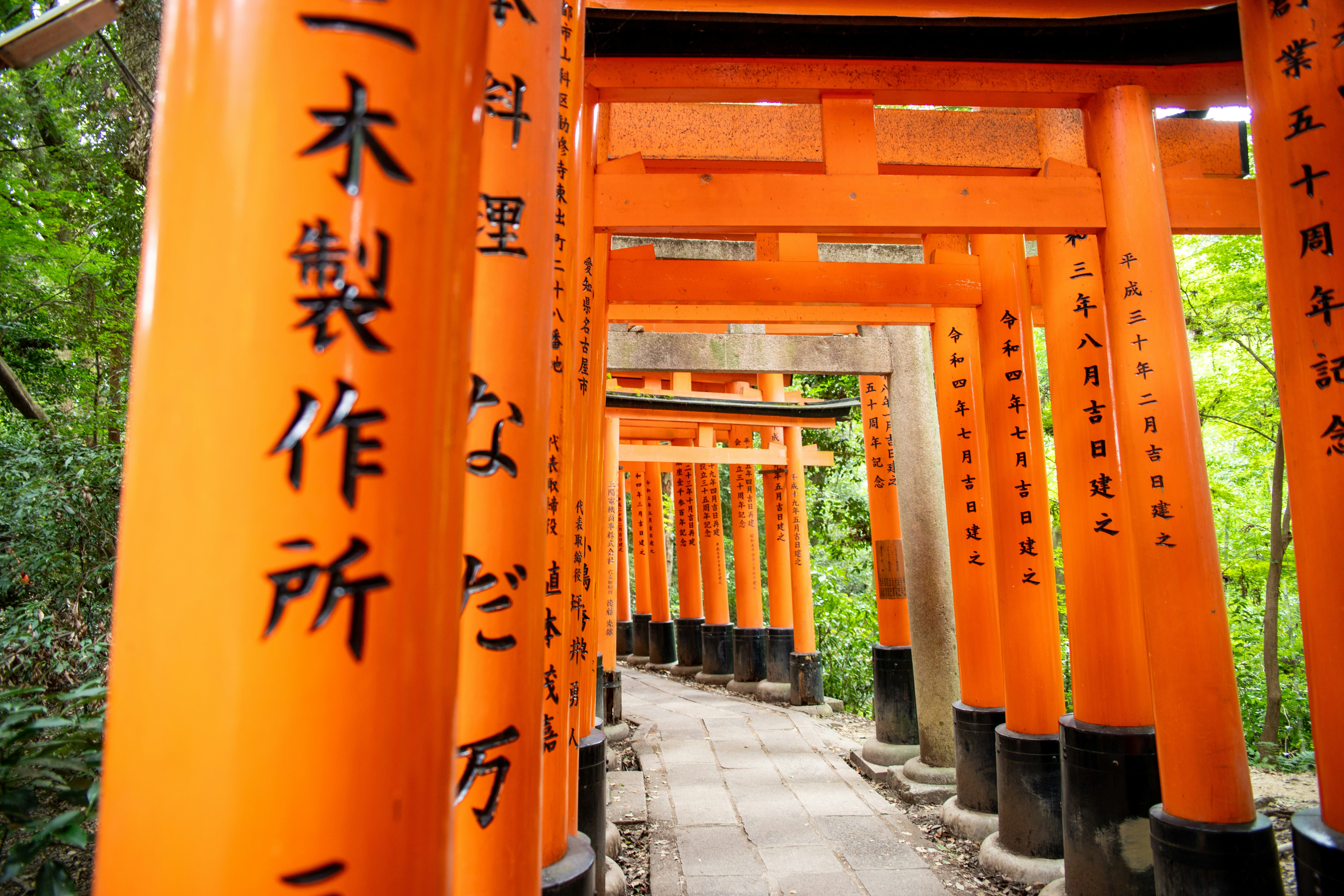 Orange torii gates line a path through trees
