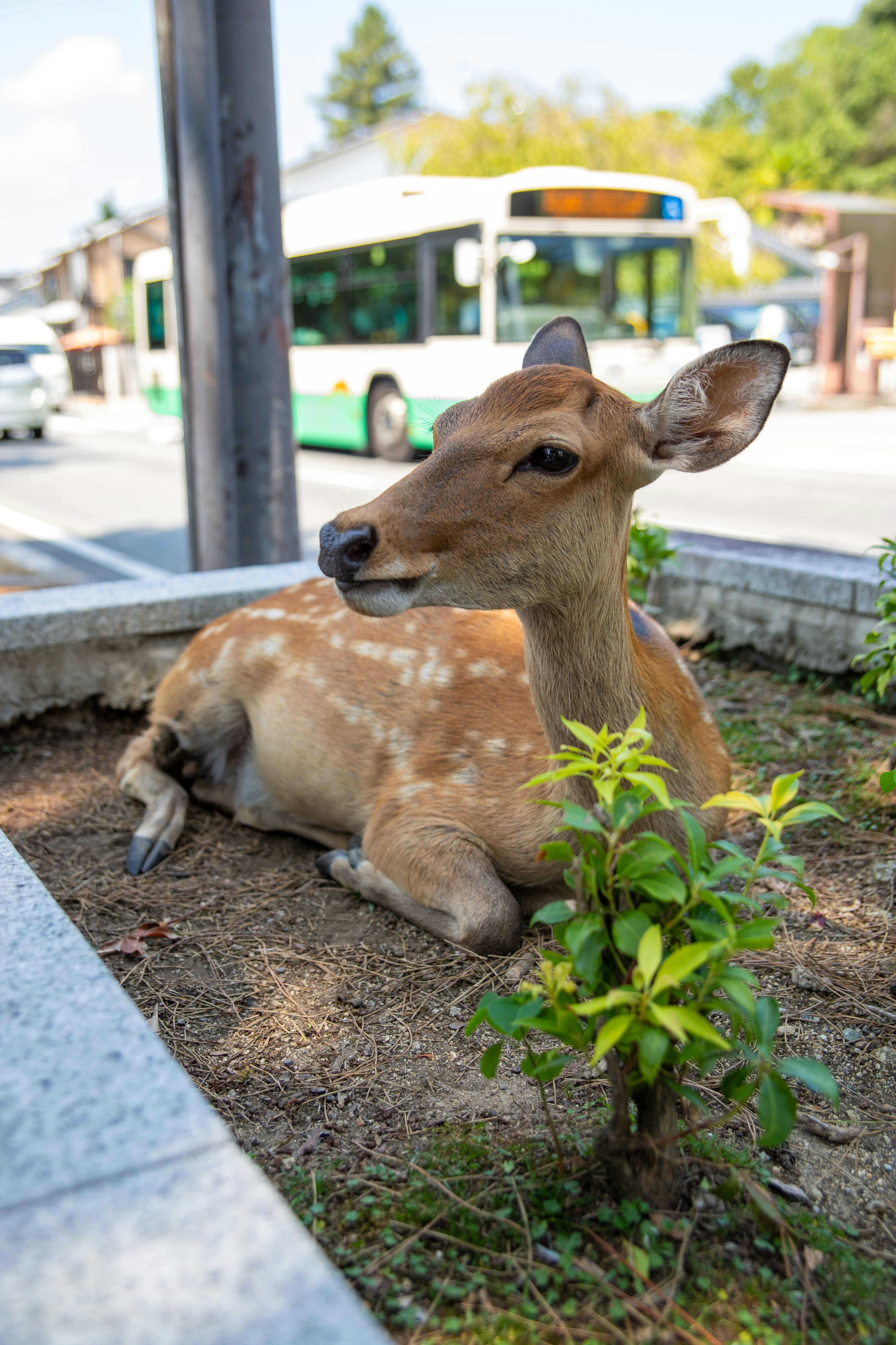A deer rests by the roadside with a bus behind.