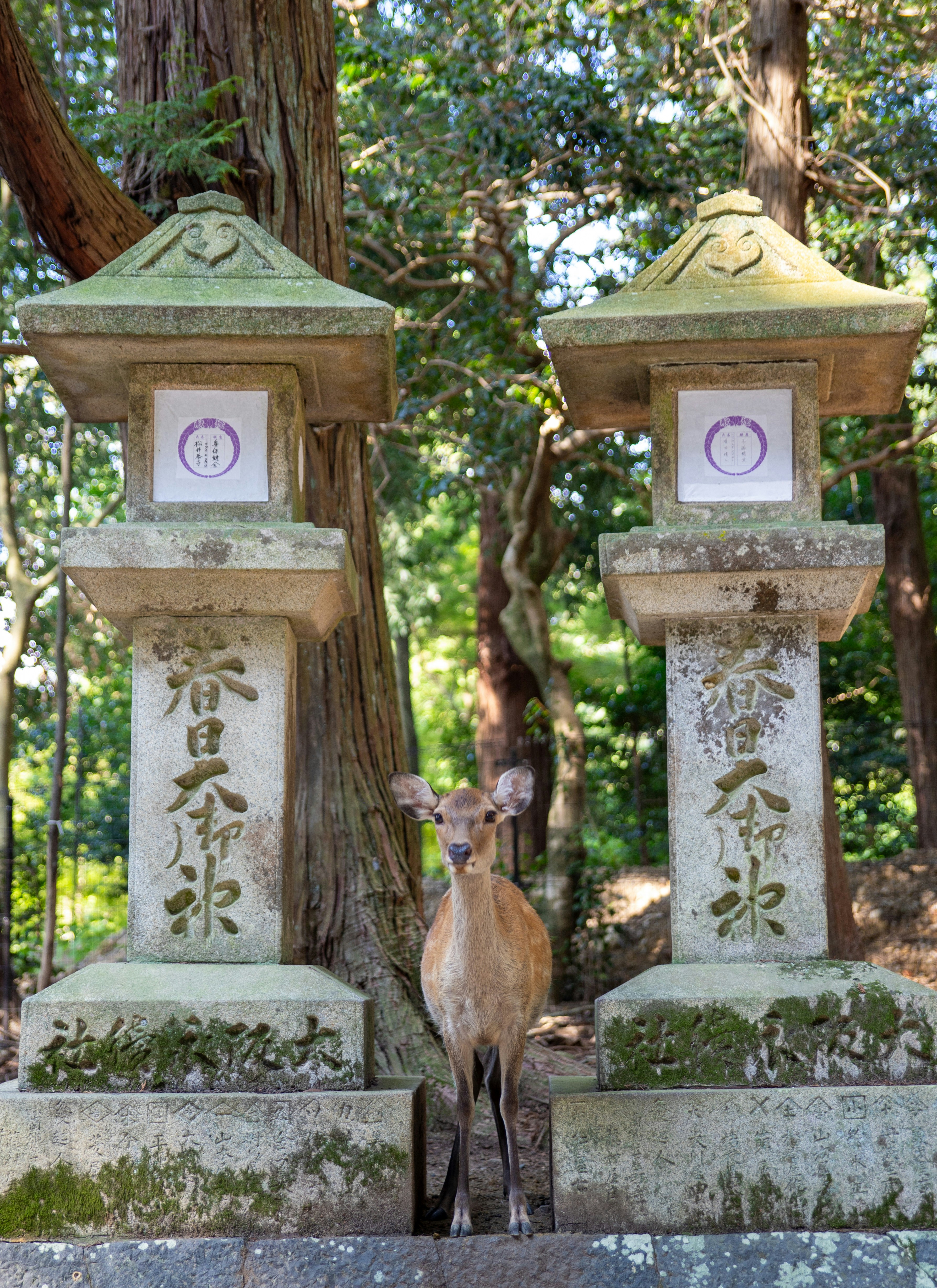 Deer stands between two stone lanterns in forest
