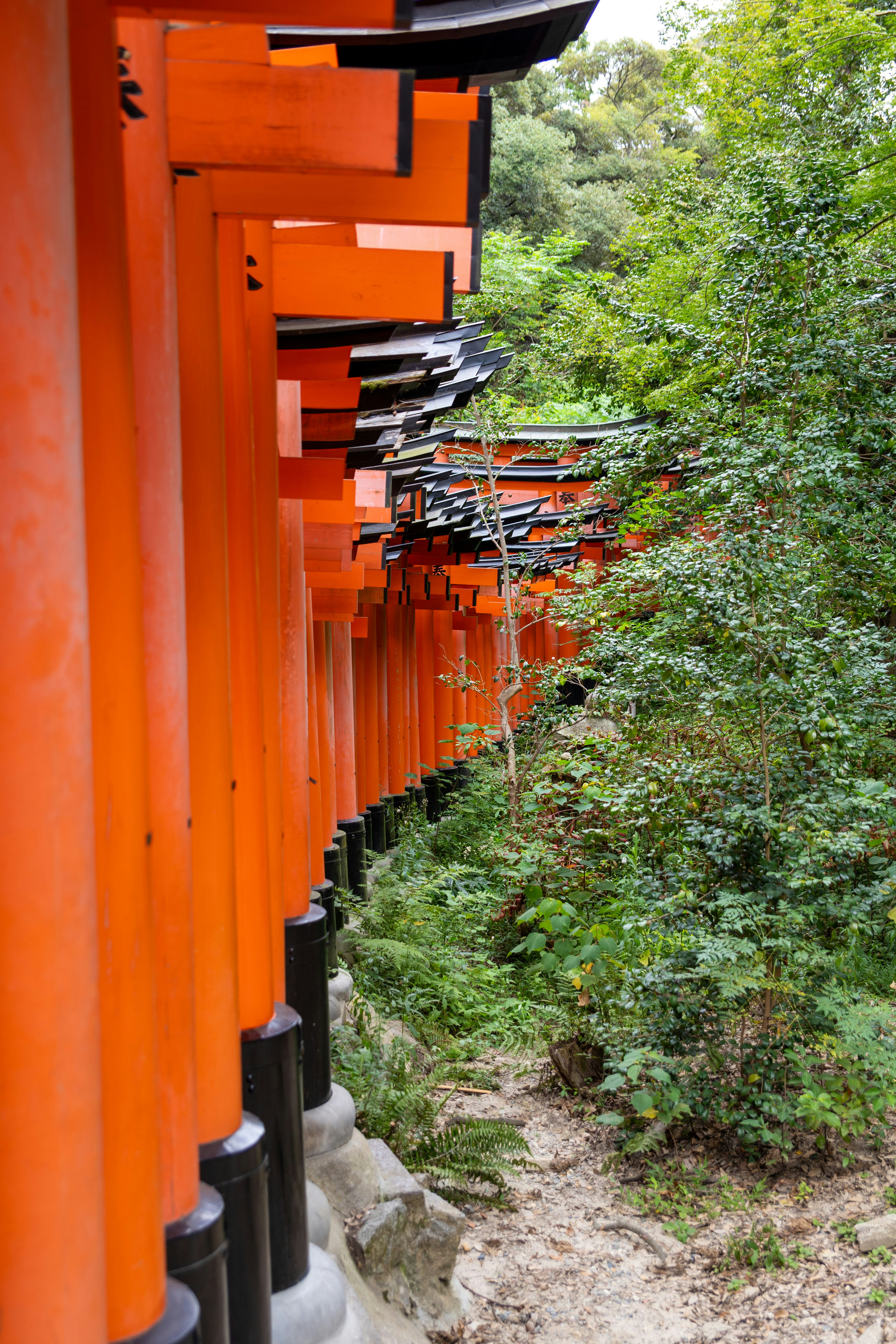 Orange torii gates line a forest path