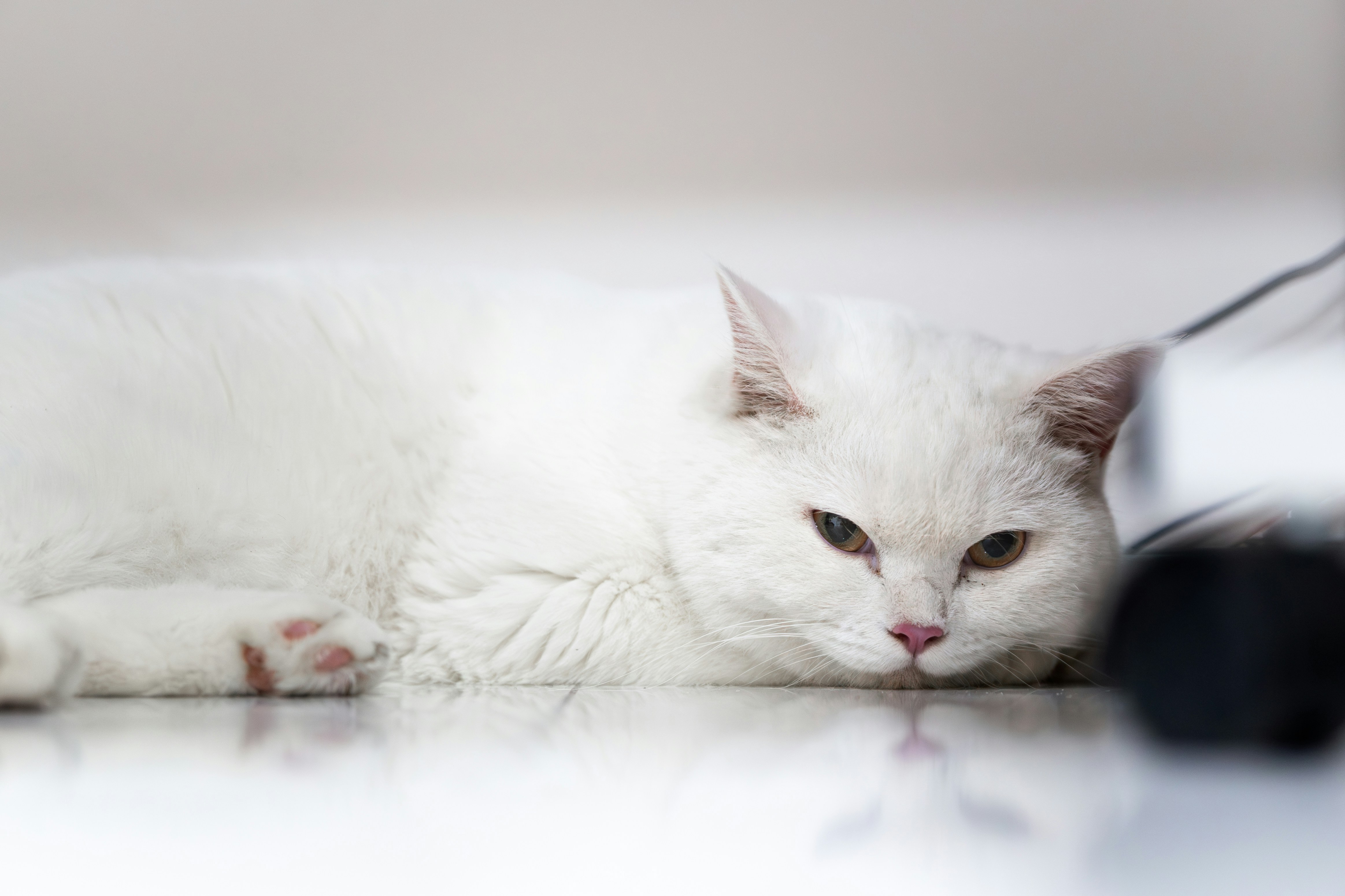 Photo by thejunefire