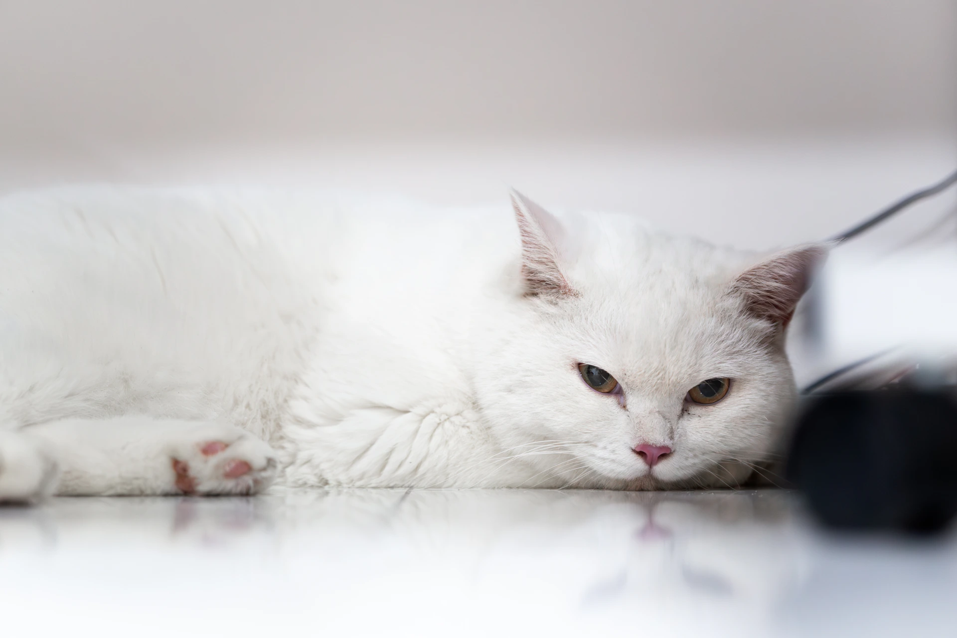 A fluffy white cat lies on a shiny floor.