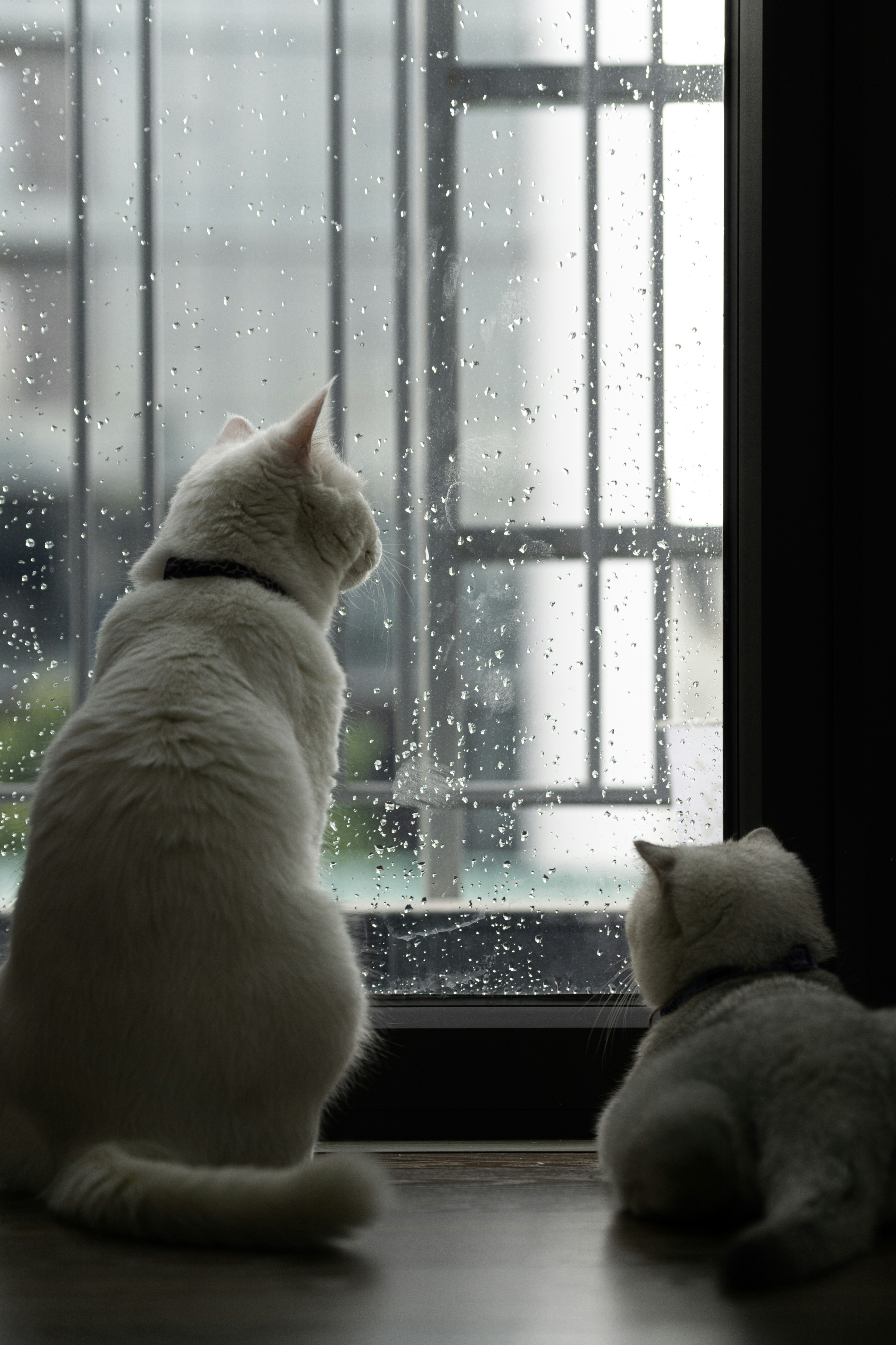 Two white cats watch rain through a window.