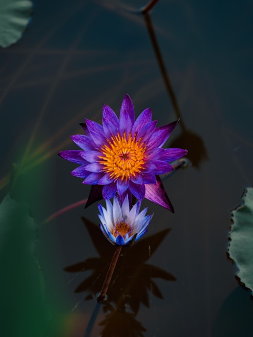 Two vibrant water lilies floating on dark water.