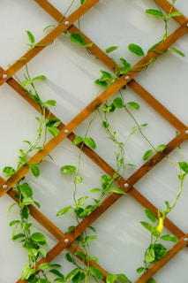 Green vines climbing on a wooden lattice structure.