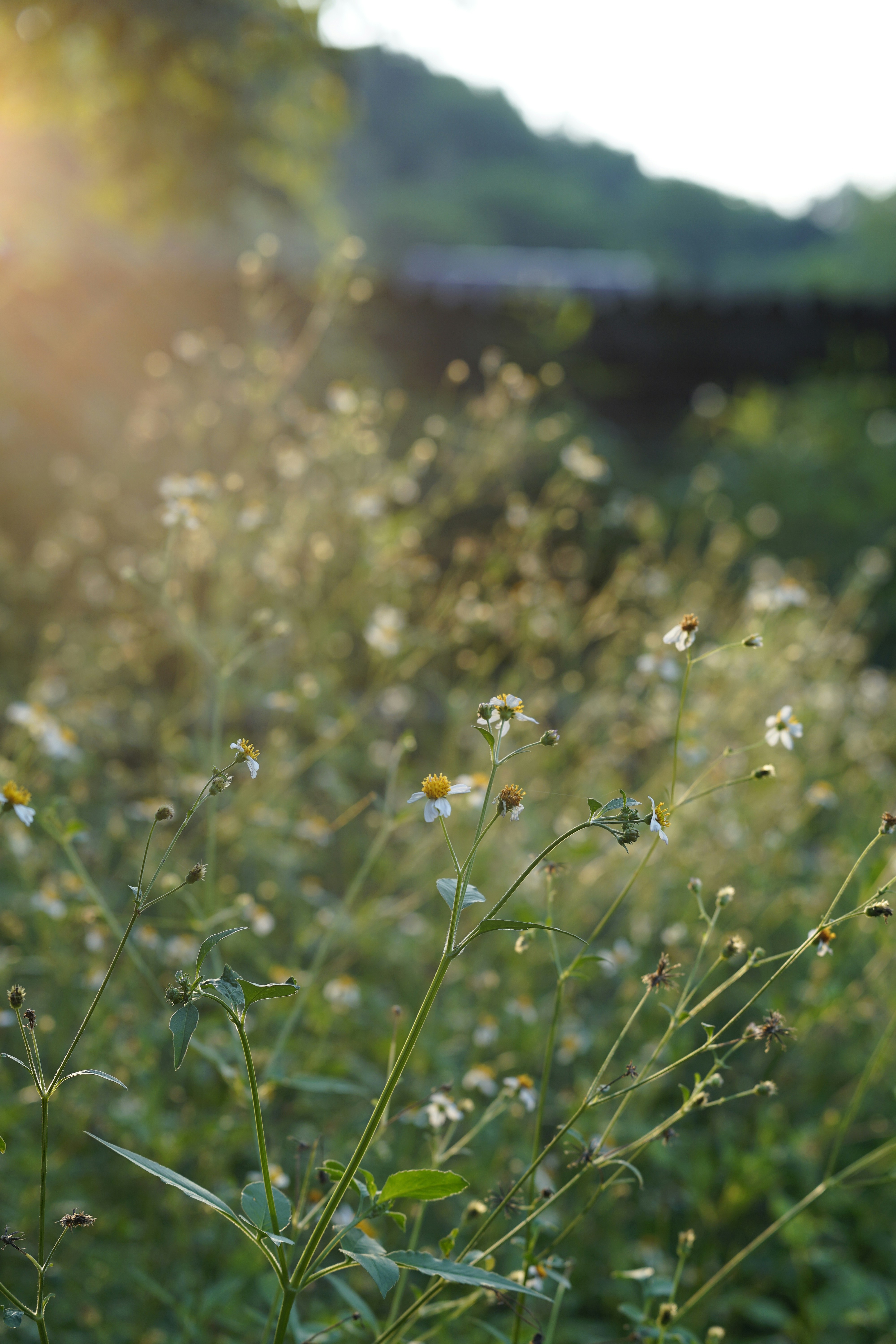 Photo by thejunefire