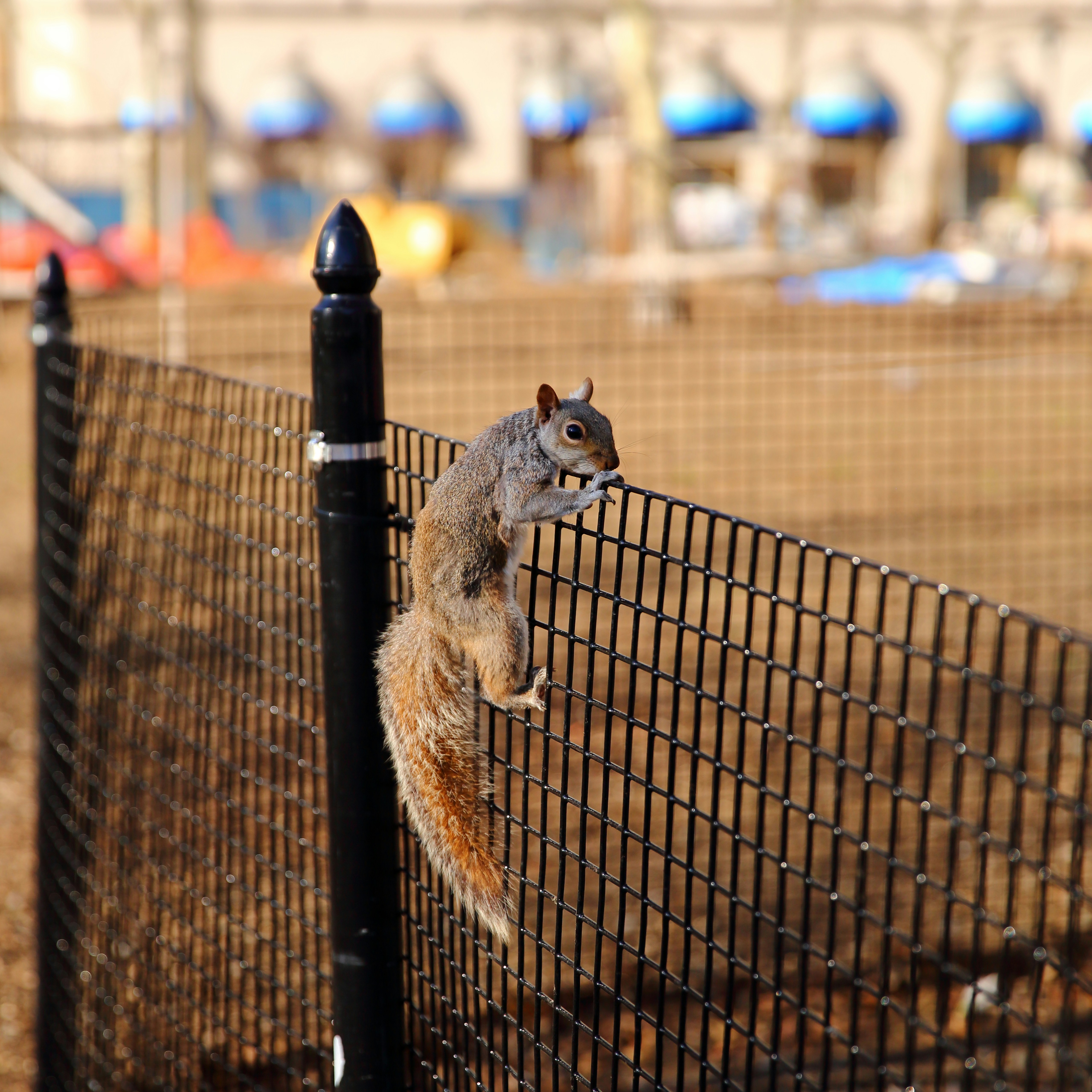 Squirrel climbing on a black metal fence