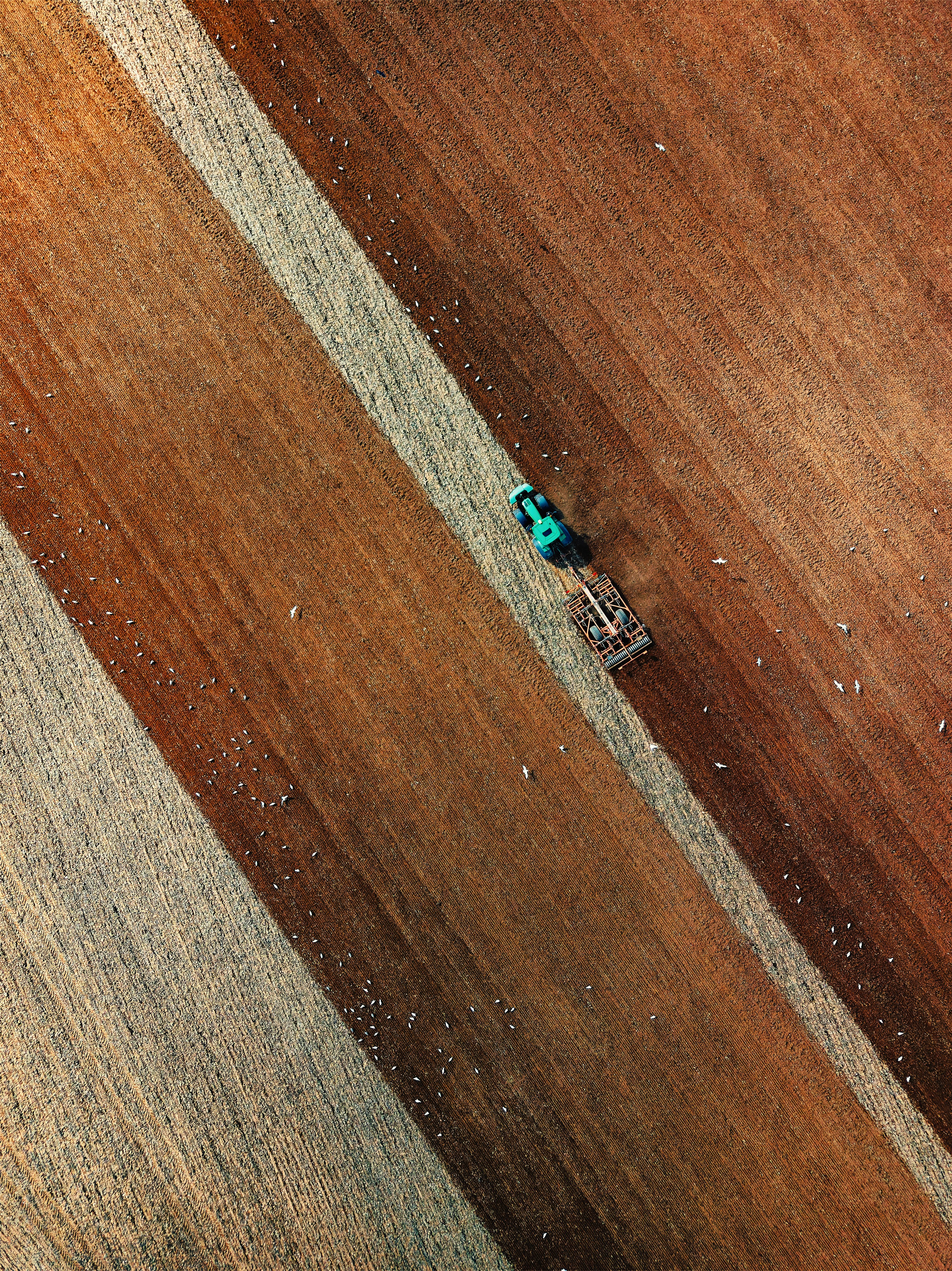 Tractor plowing a field with birds following.
