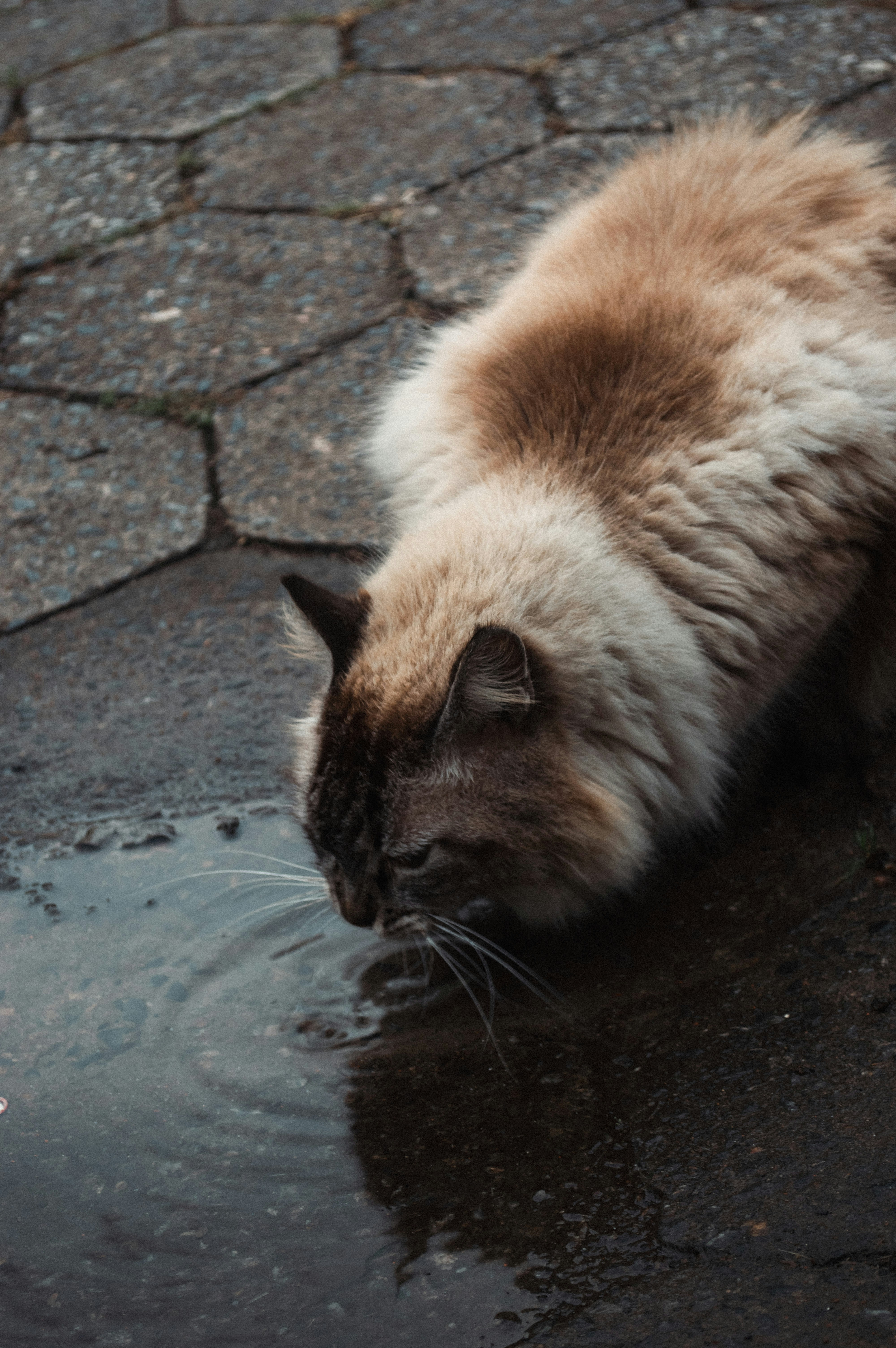 A fluffy cat drinks from a puddle on pavement.