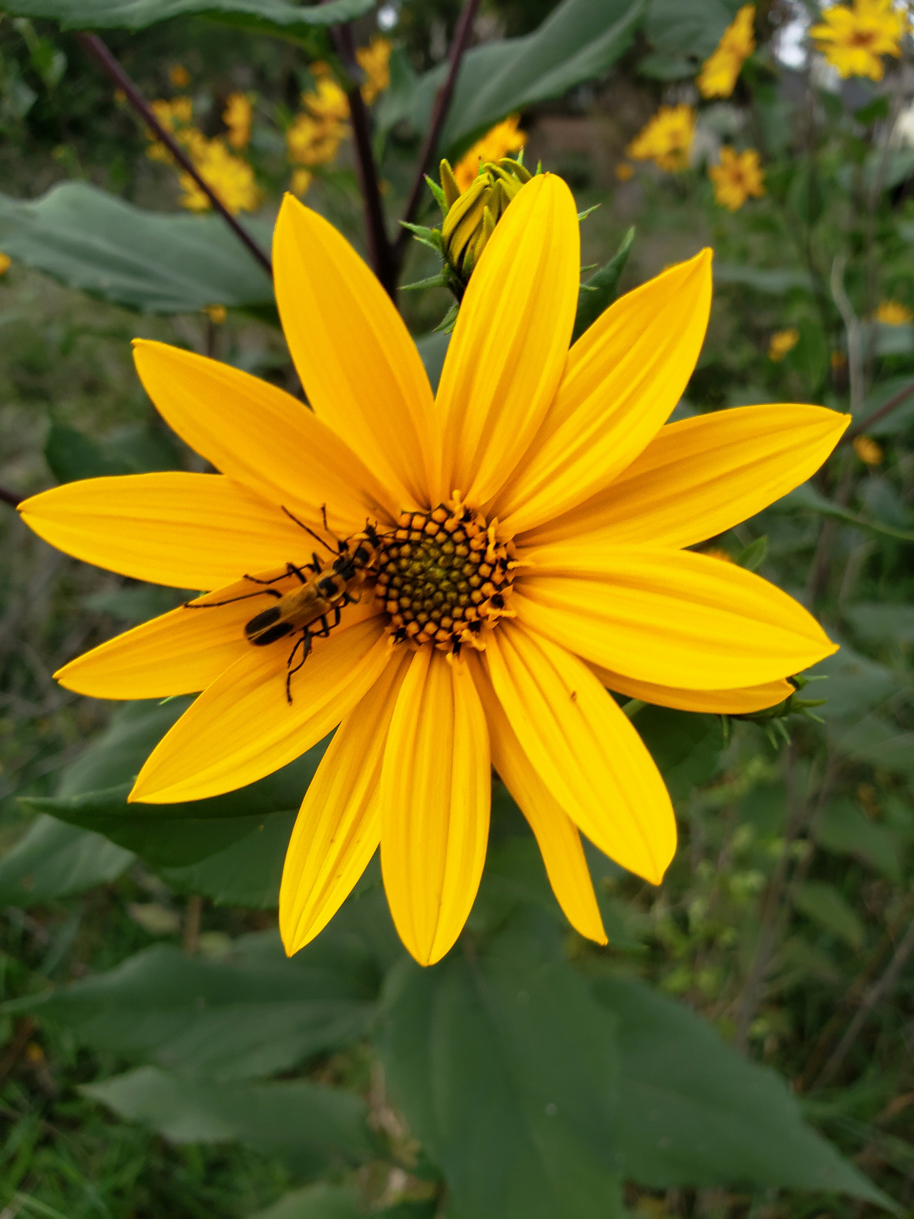 Une abeille recueillant le pollen d’une fleur jaune vif.