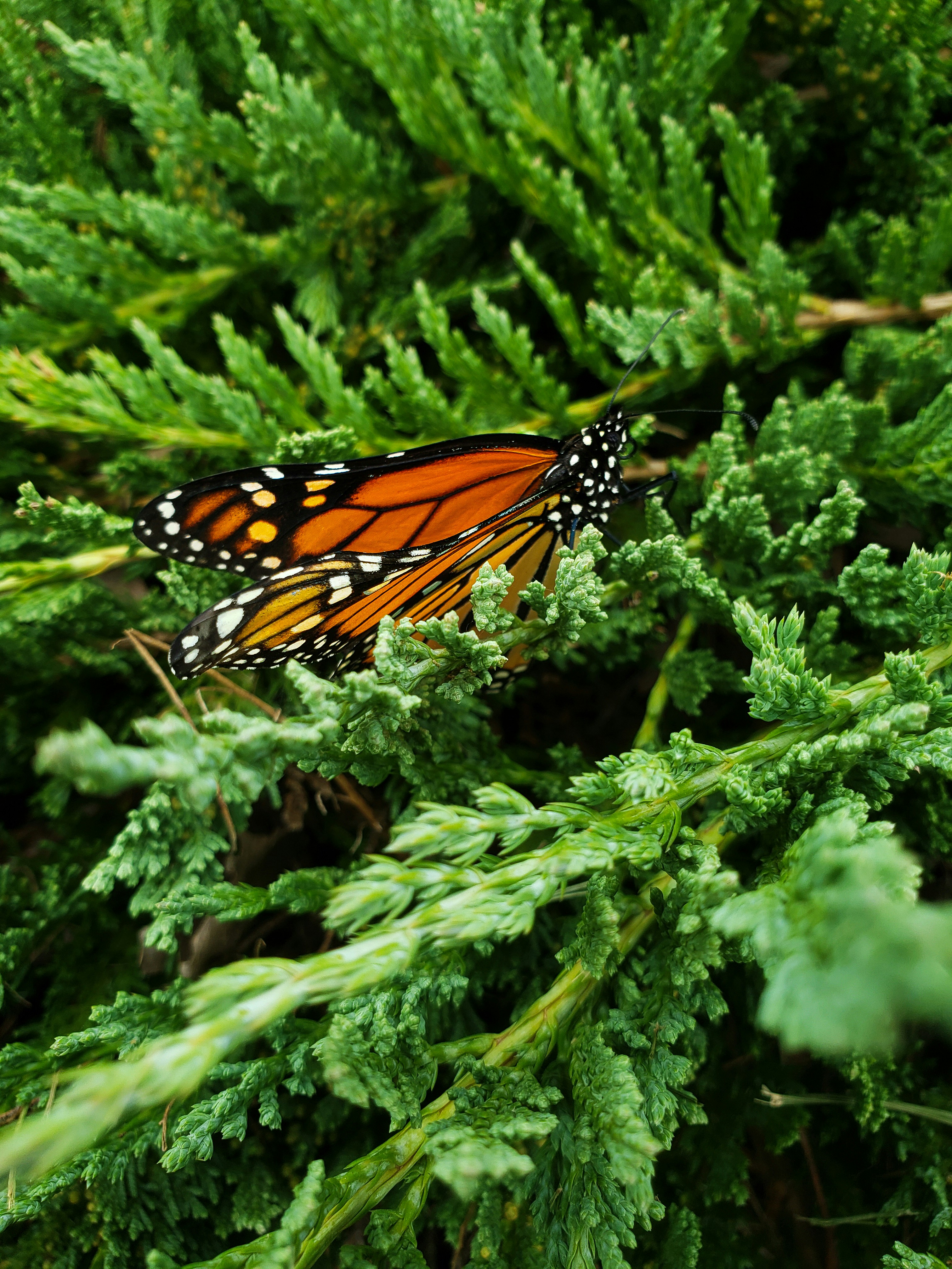 Le papillon monarque se repose sur un feuillage vert