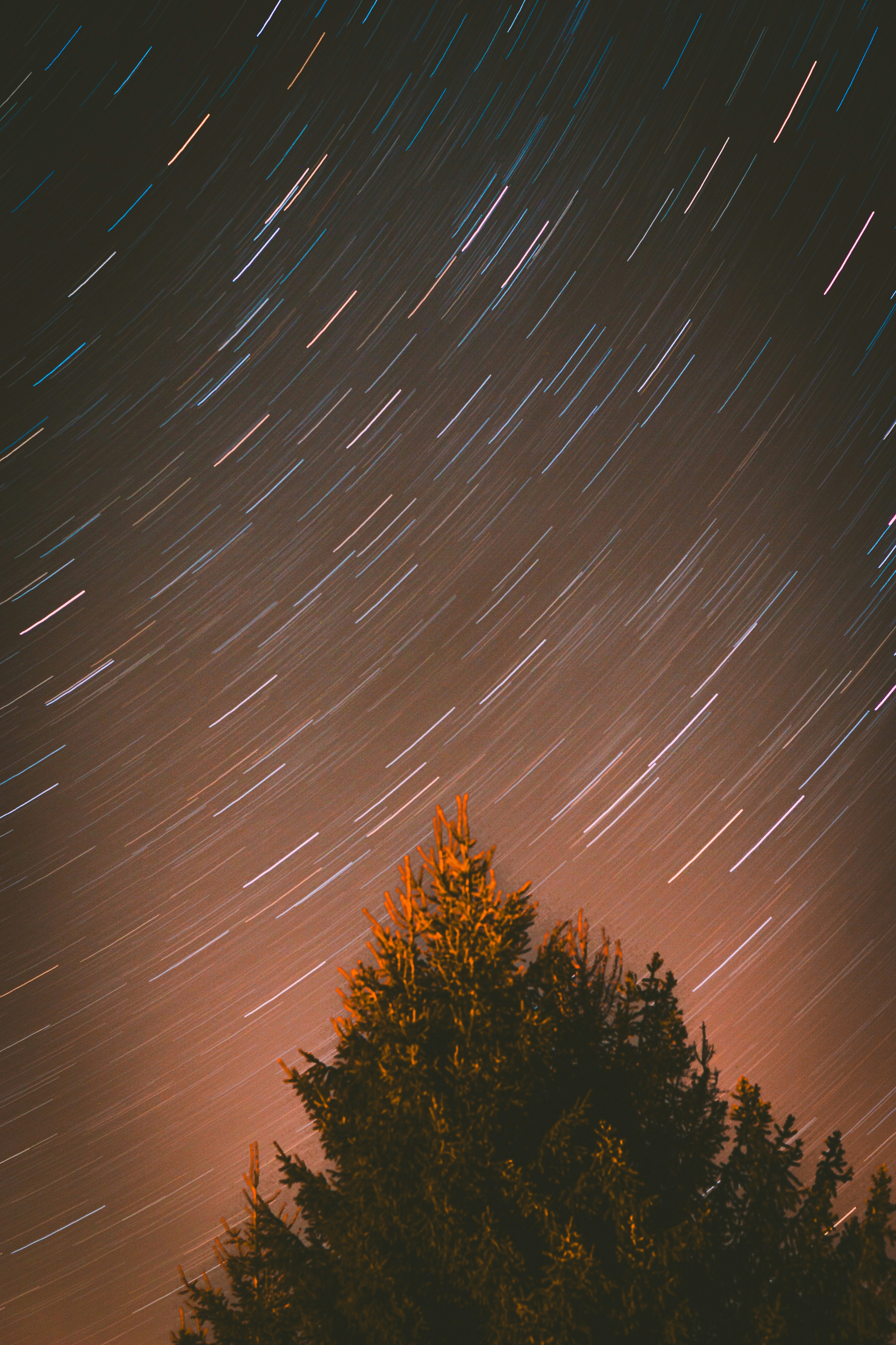 Star trails over a silhouetted evergreen tree.