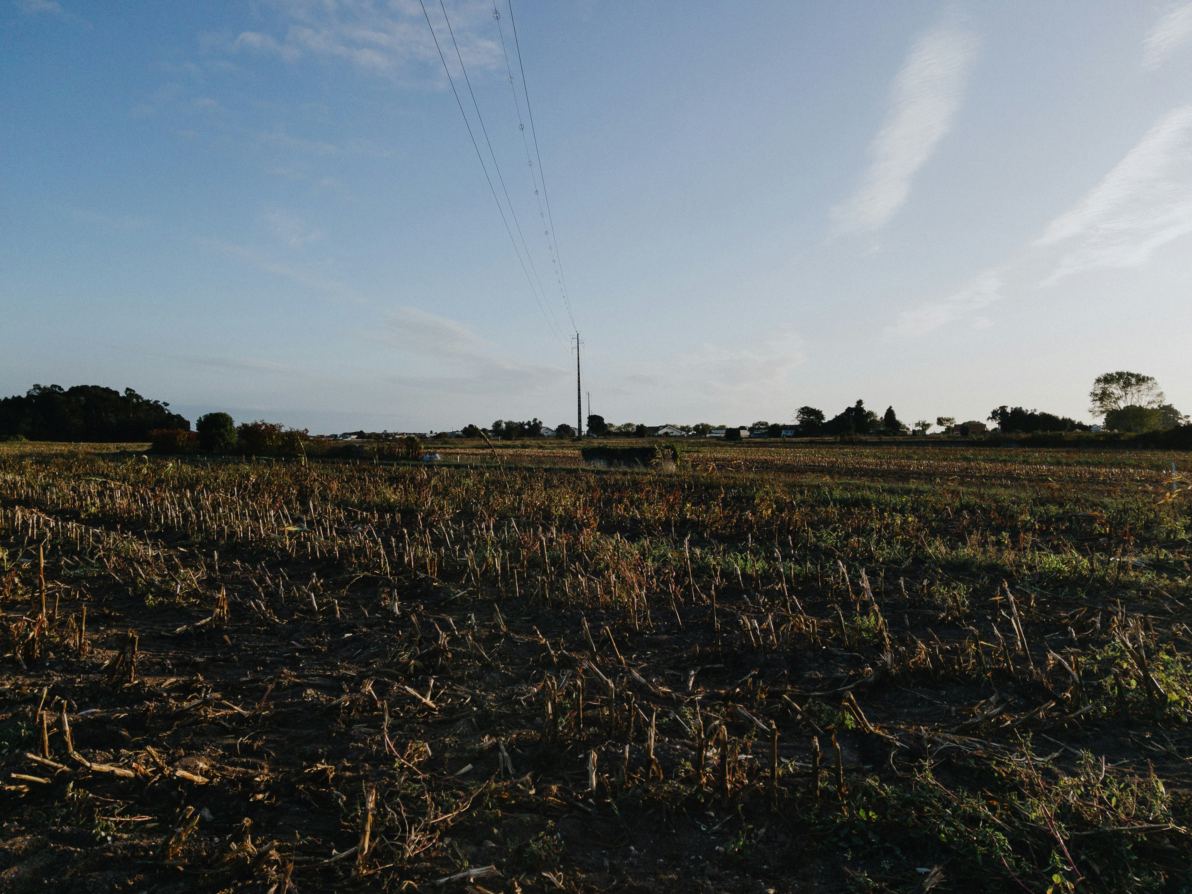 Campo raccolto sotto un cielo azzurro e limpido