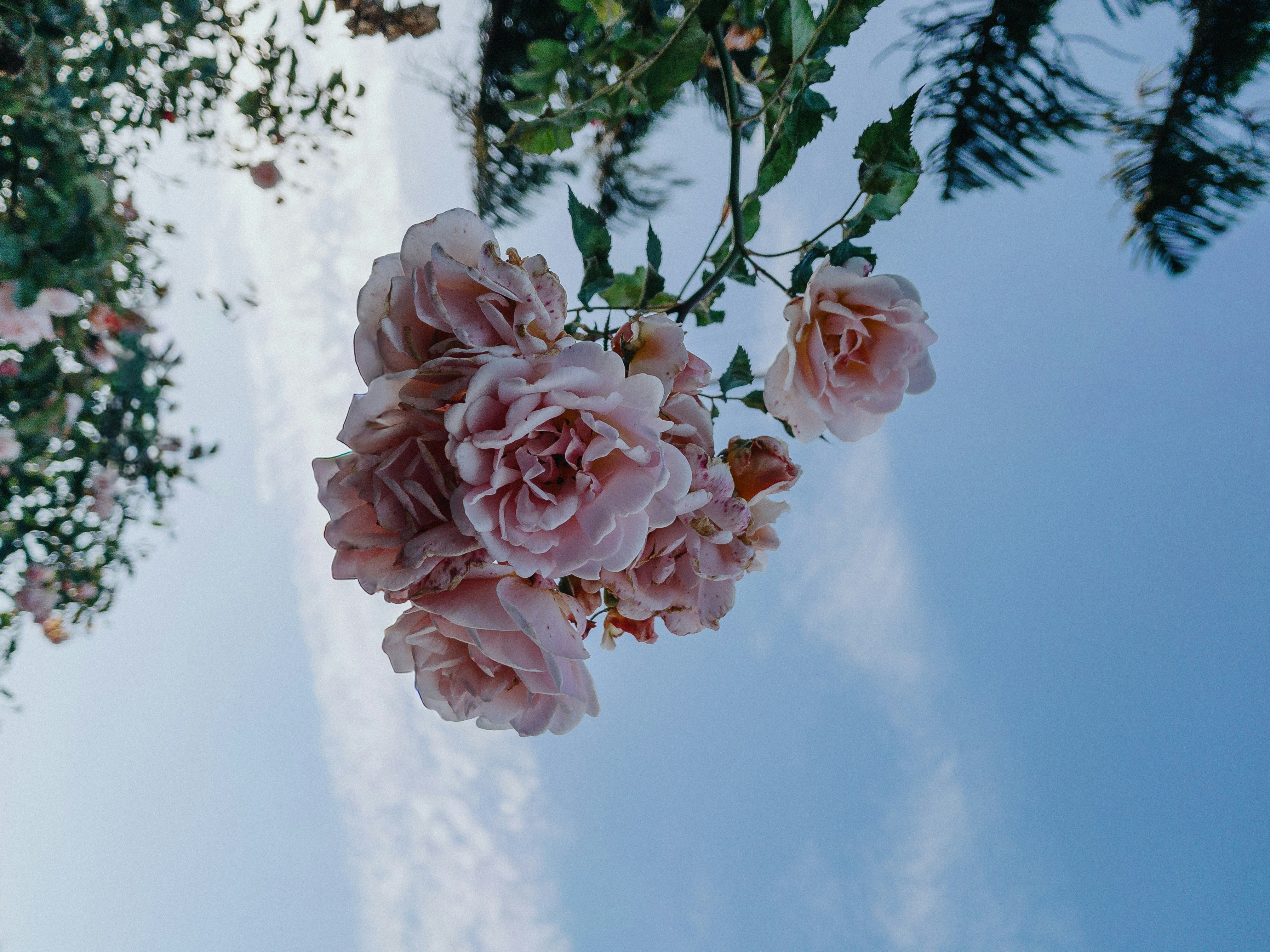 Grappolo di rose rosa chiaro contro un cielo blu.