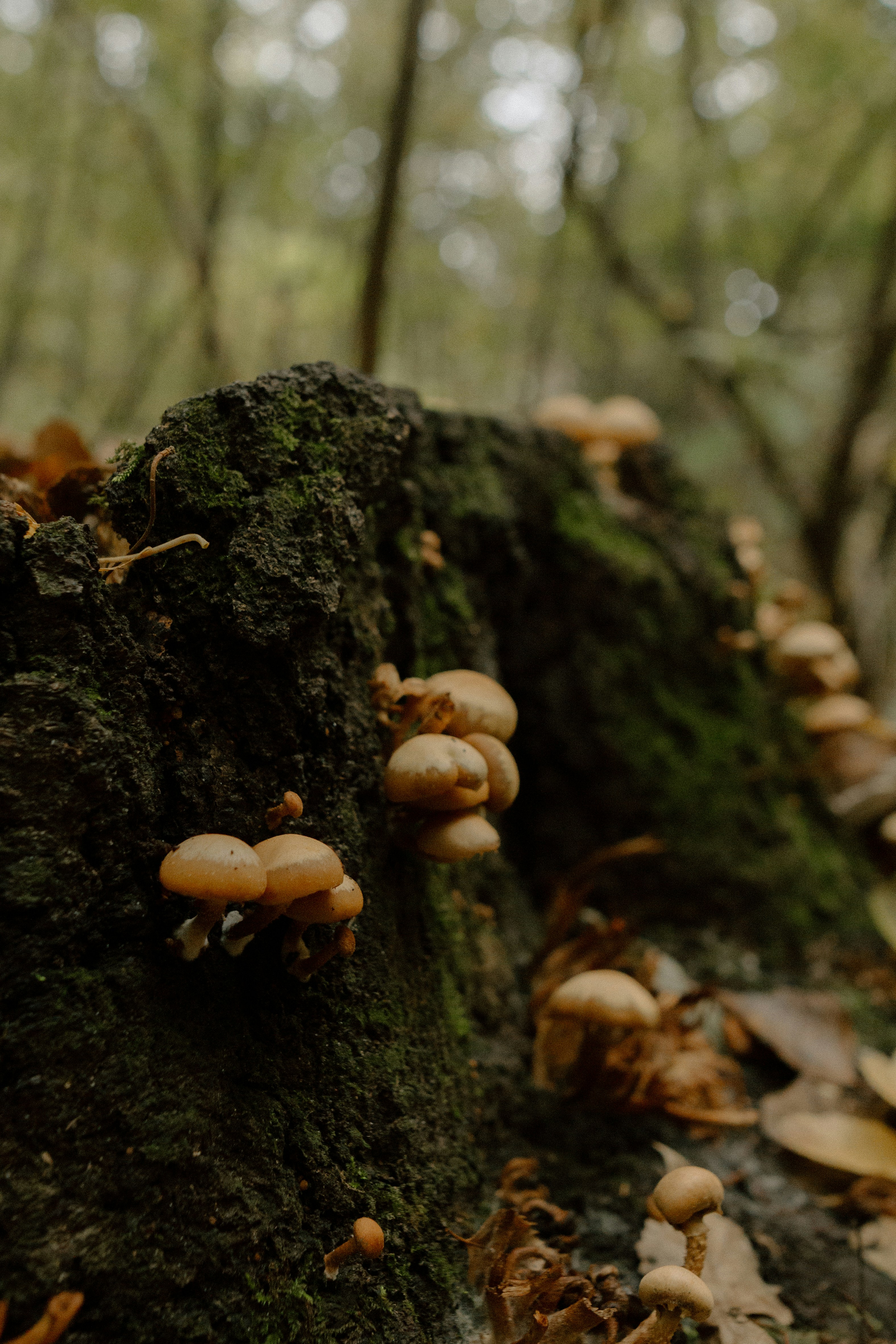 Photo by alinabondar_ph