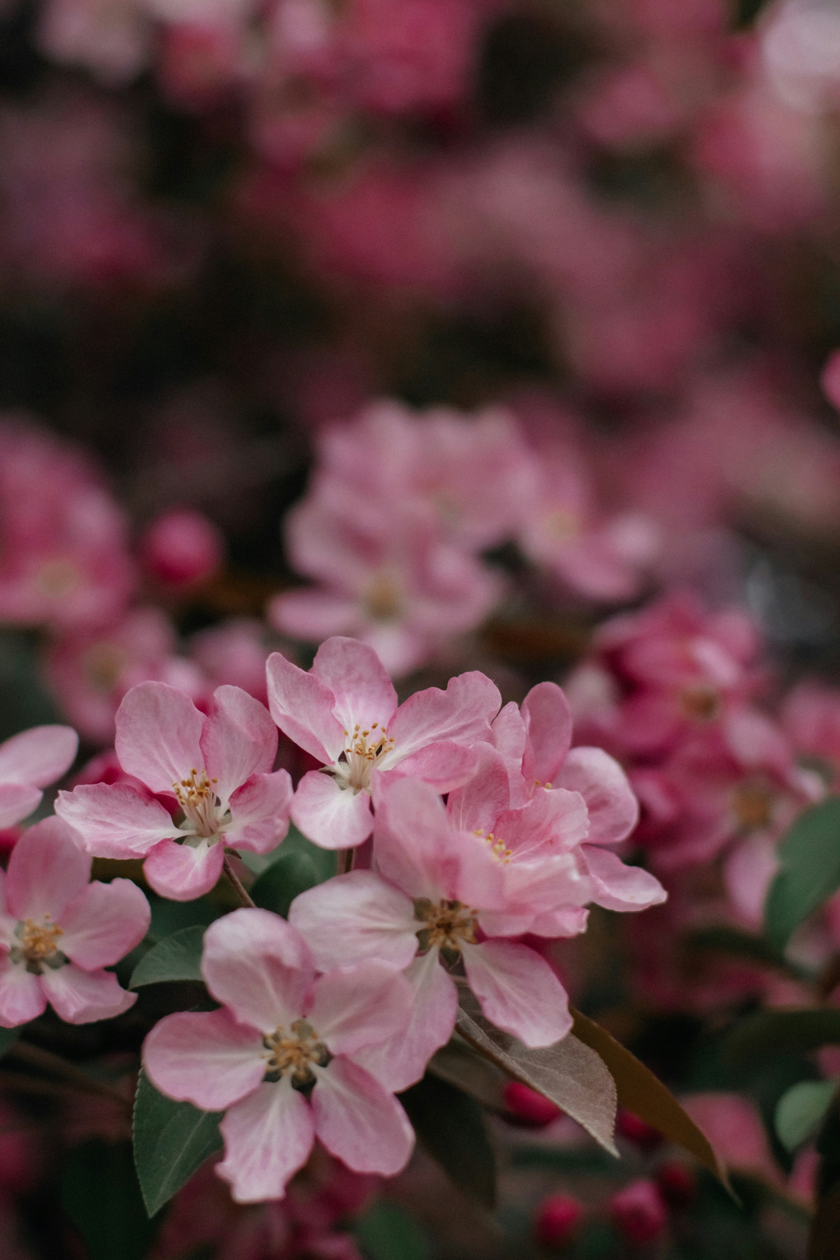 Photo by alinabondar_ph