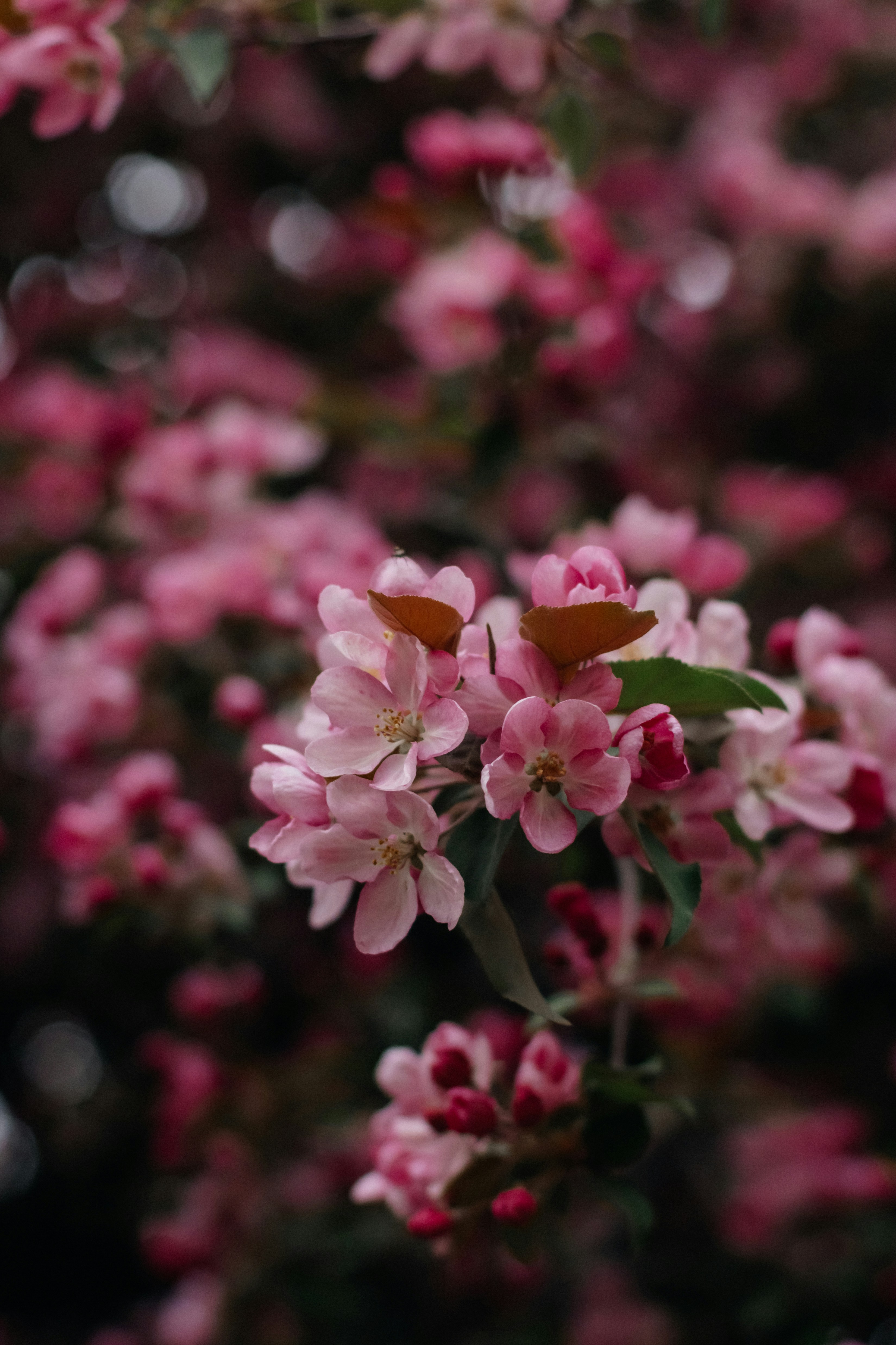 Photo by alinabondar_ph