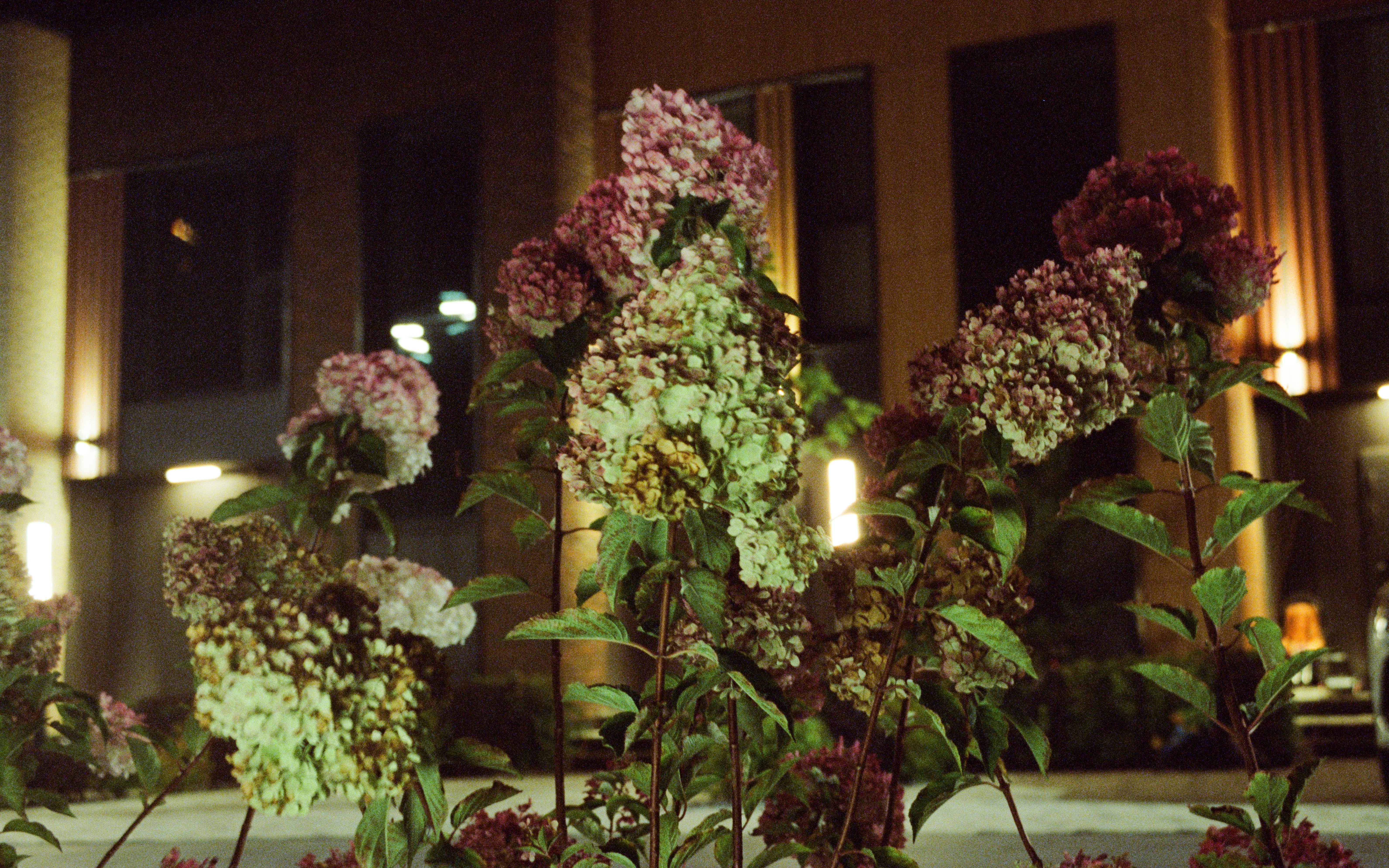 Hydrangea flowers in various shades of pink and green.