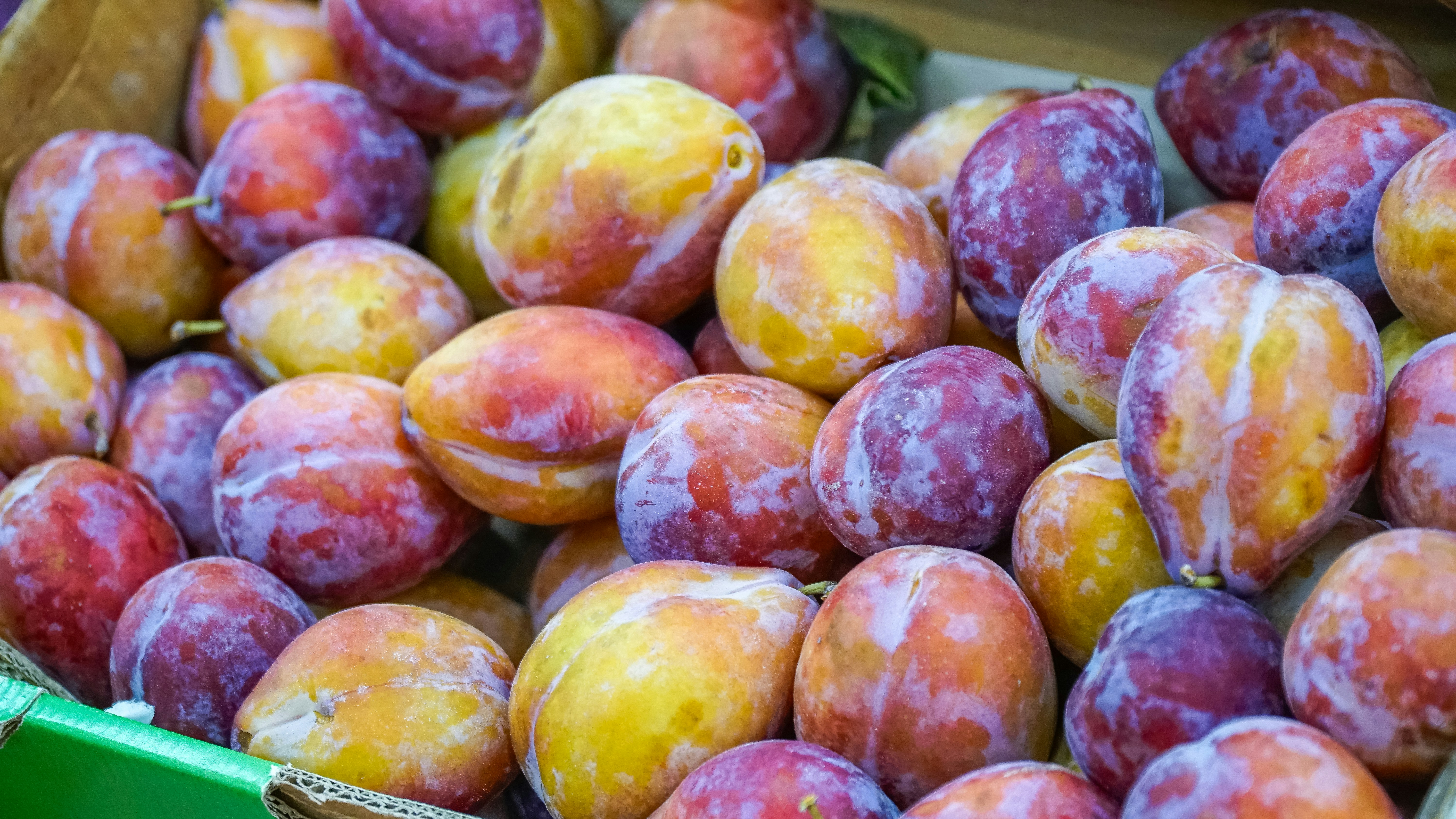 A close-up of ripe plums in a crate