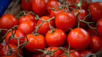 A close-up view of ripe red tomatoes on the vine.
