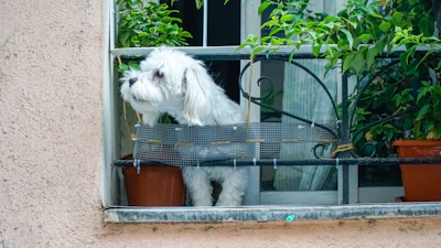 A small white dog looks out a window.