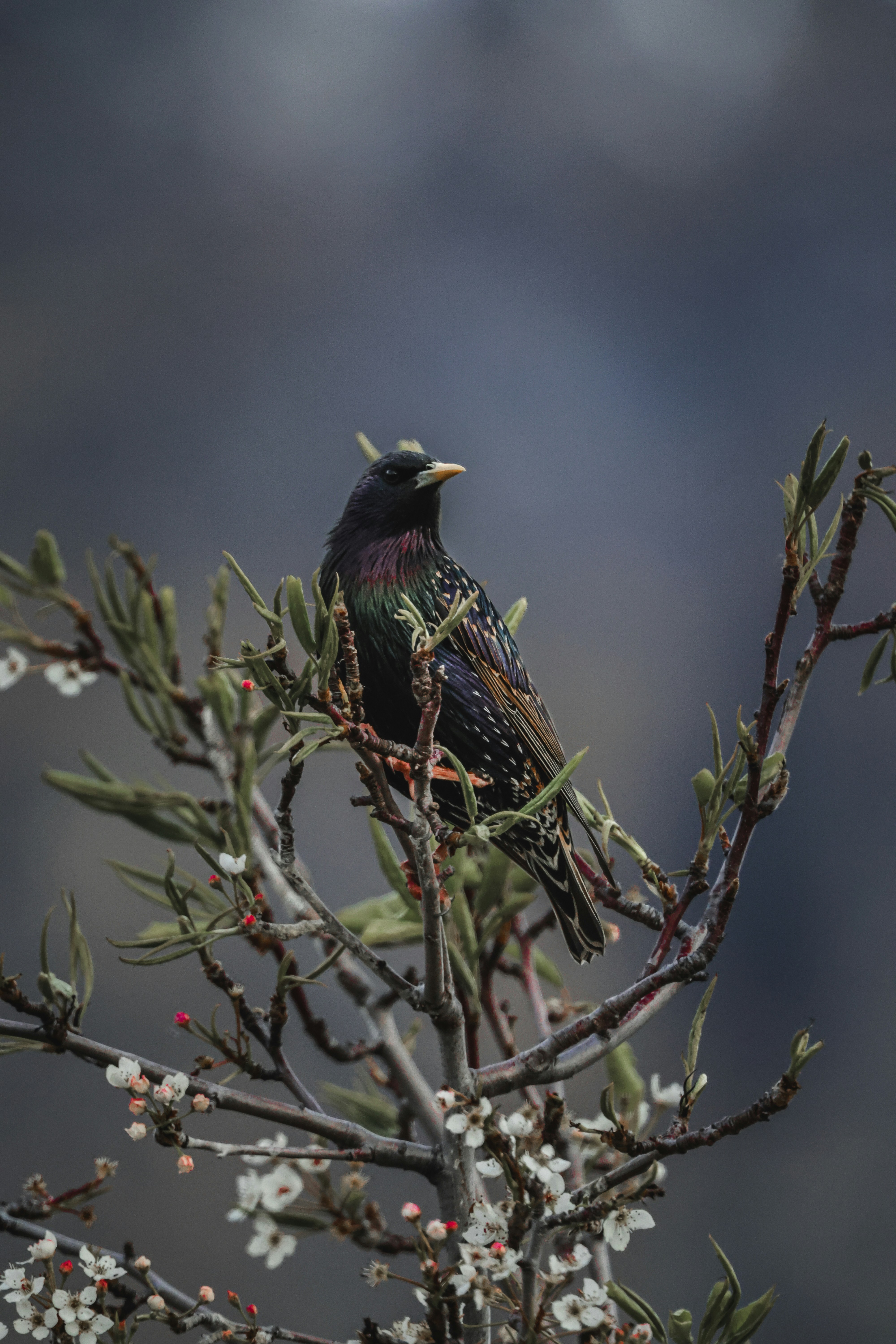 Photo by amandaswanepoel