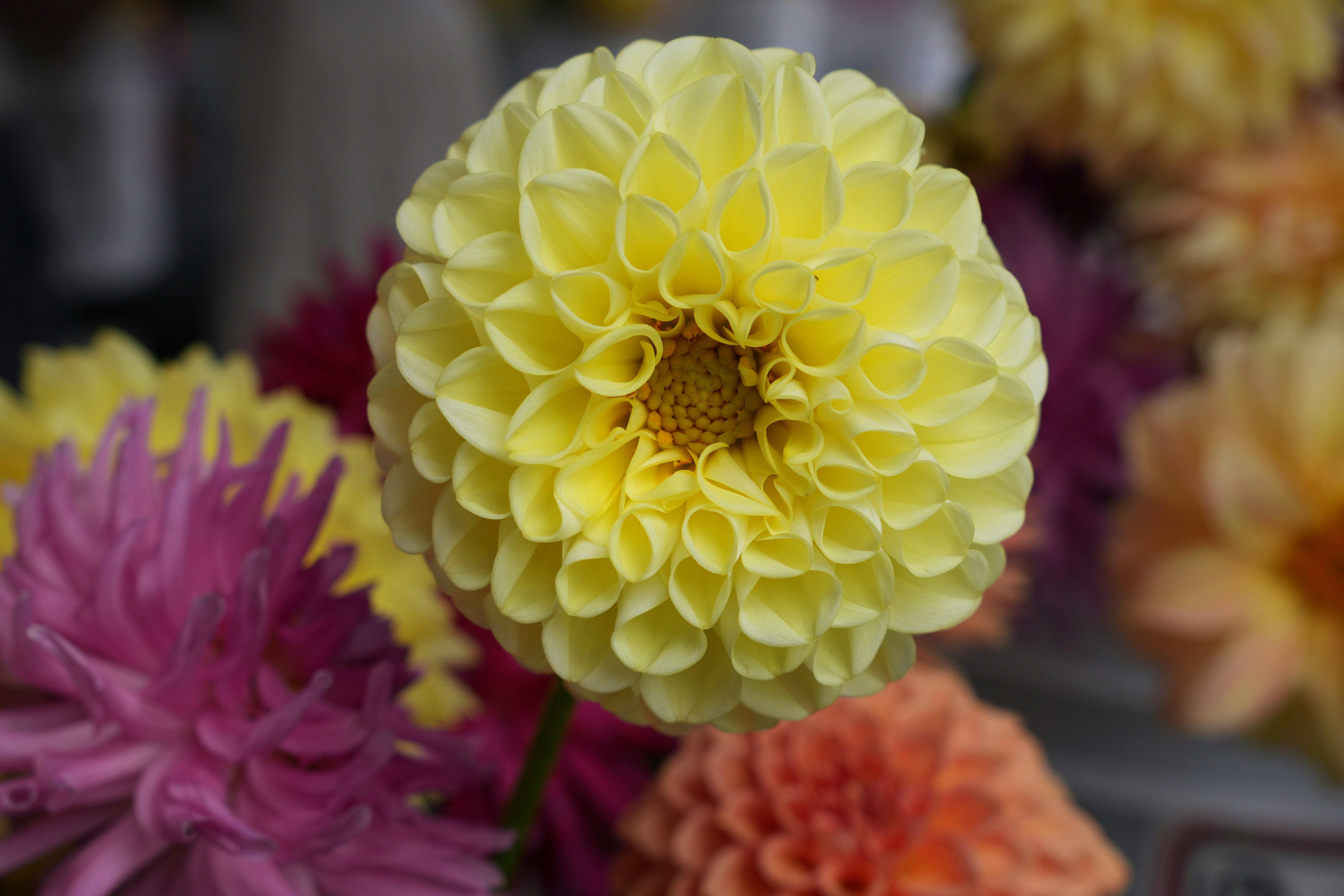 Photo by ghazalglimpses