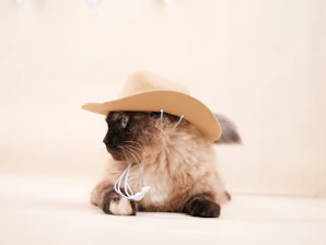 A fluffy cat wears a small cowboy hat.
