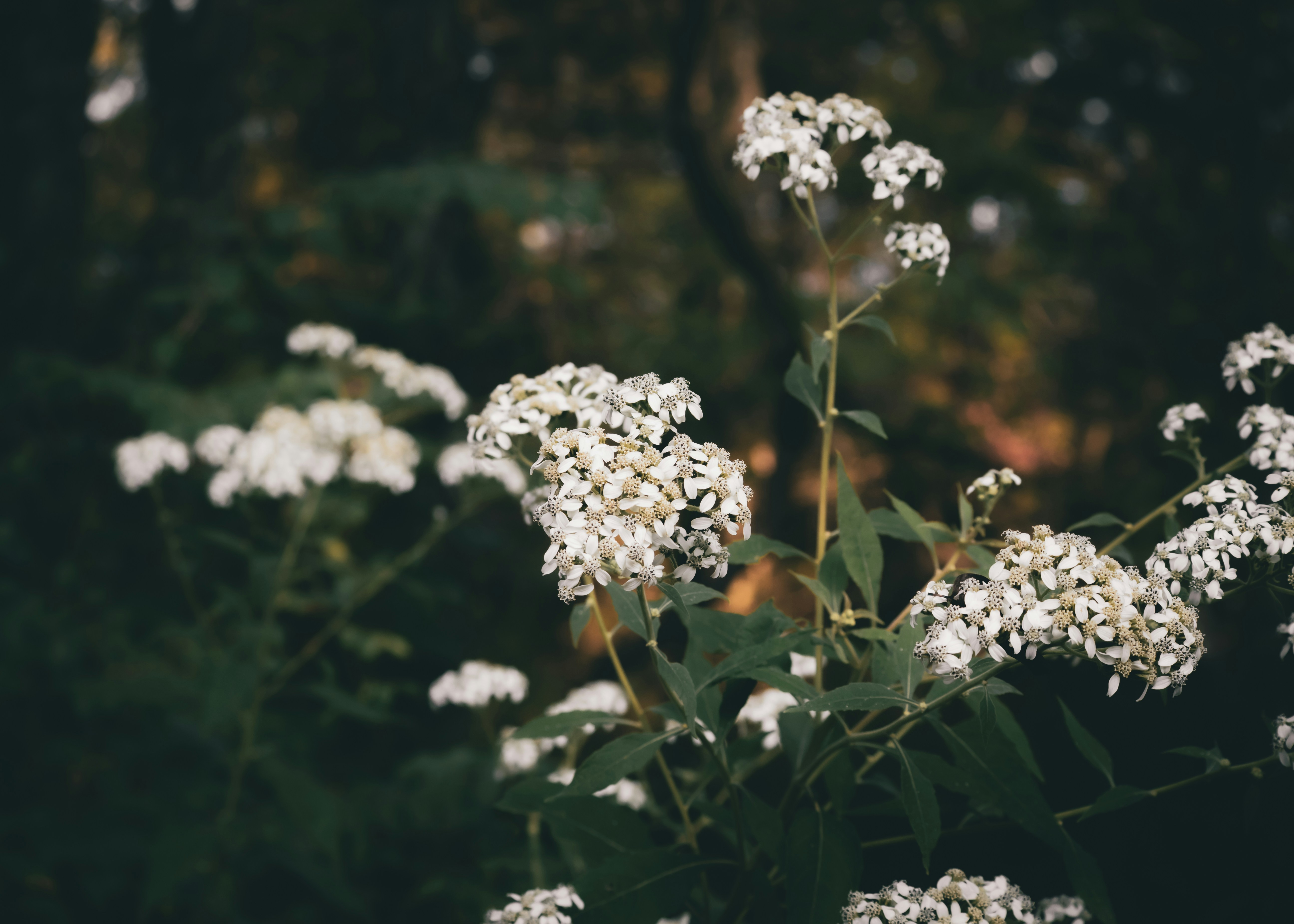 Delicate white wildflowers bloom against dark foliage.