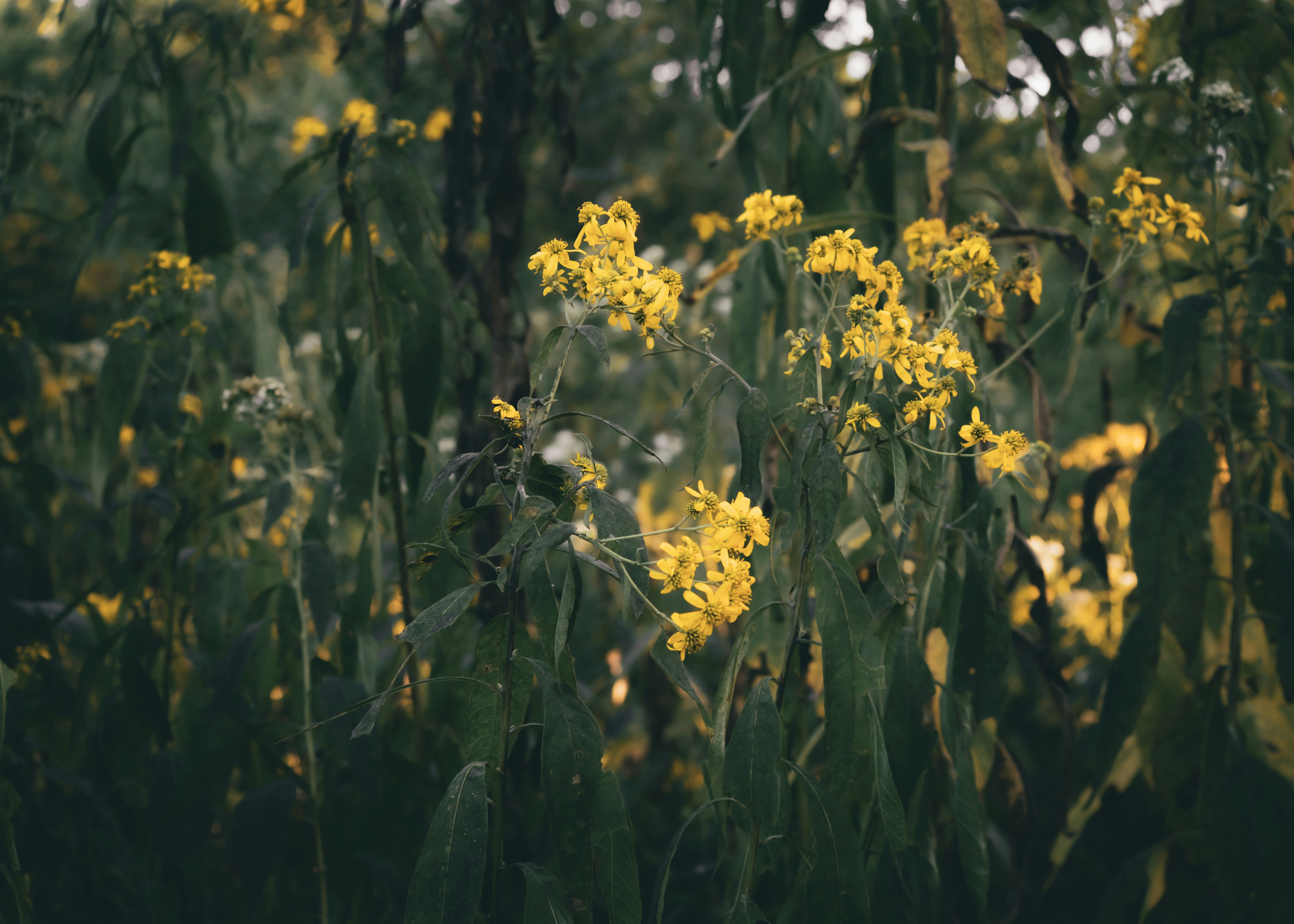 Photo by fieldworkframes