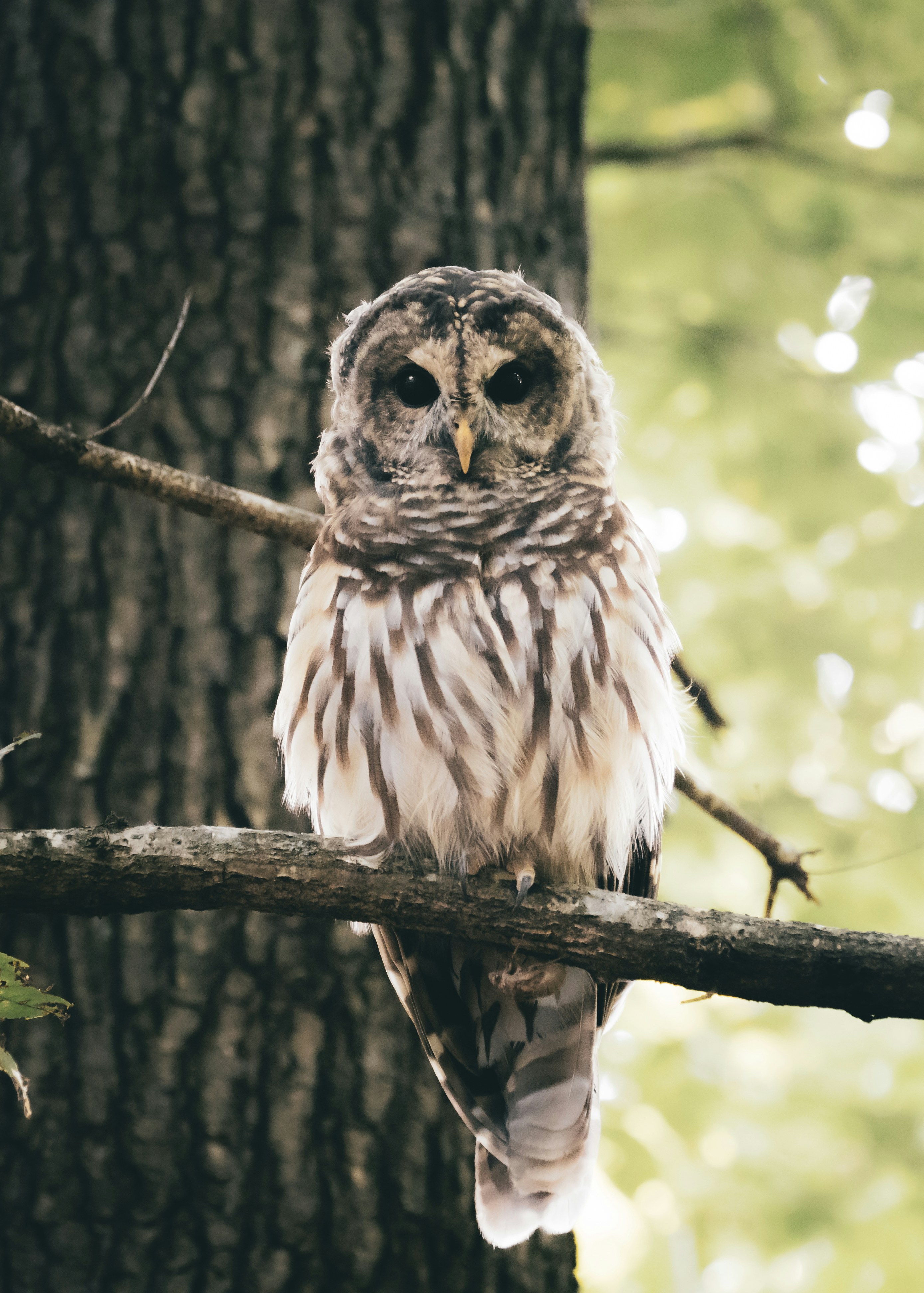 A barred owl perched on a tree branch.