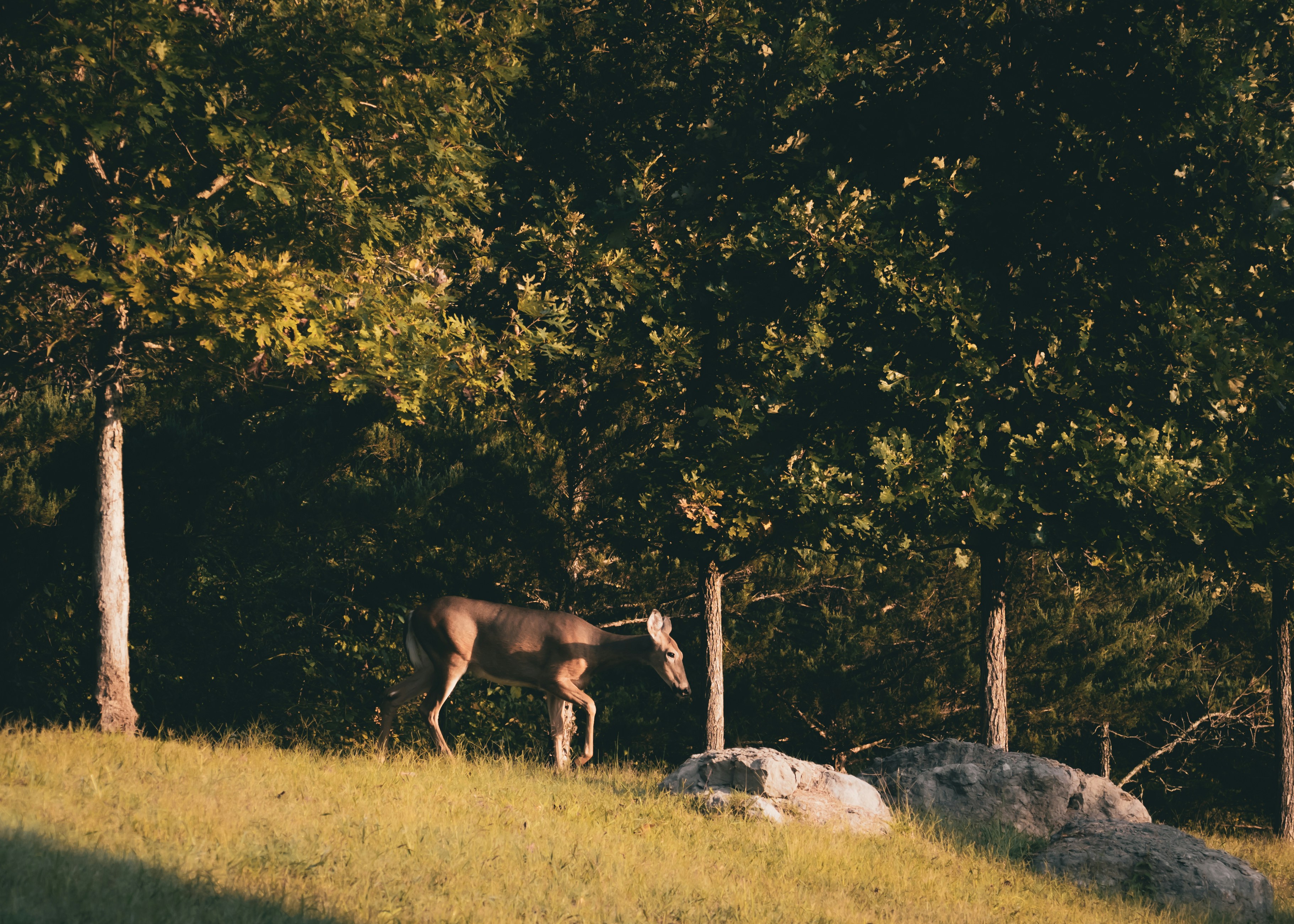A deer walks across a grassy hill under trees.
