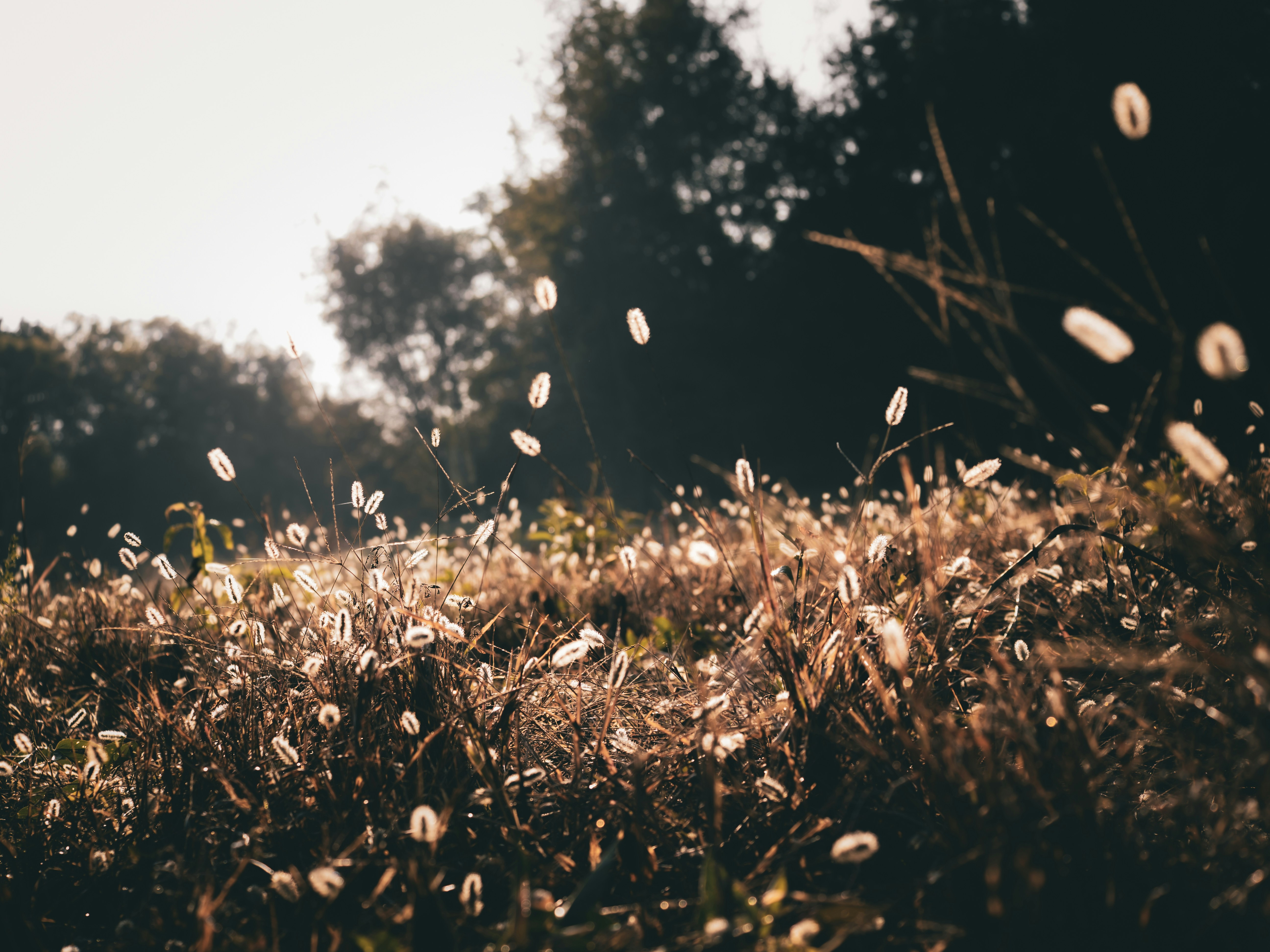 Fluffy seed heads in a sunlit meadow
