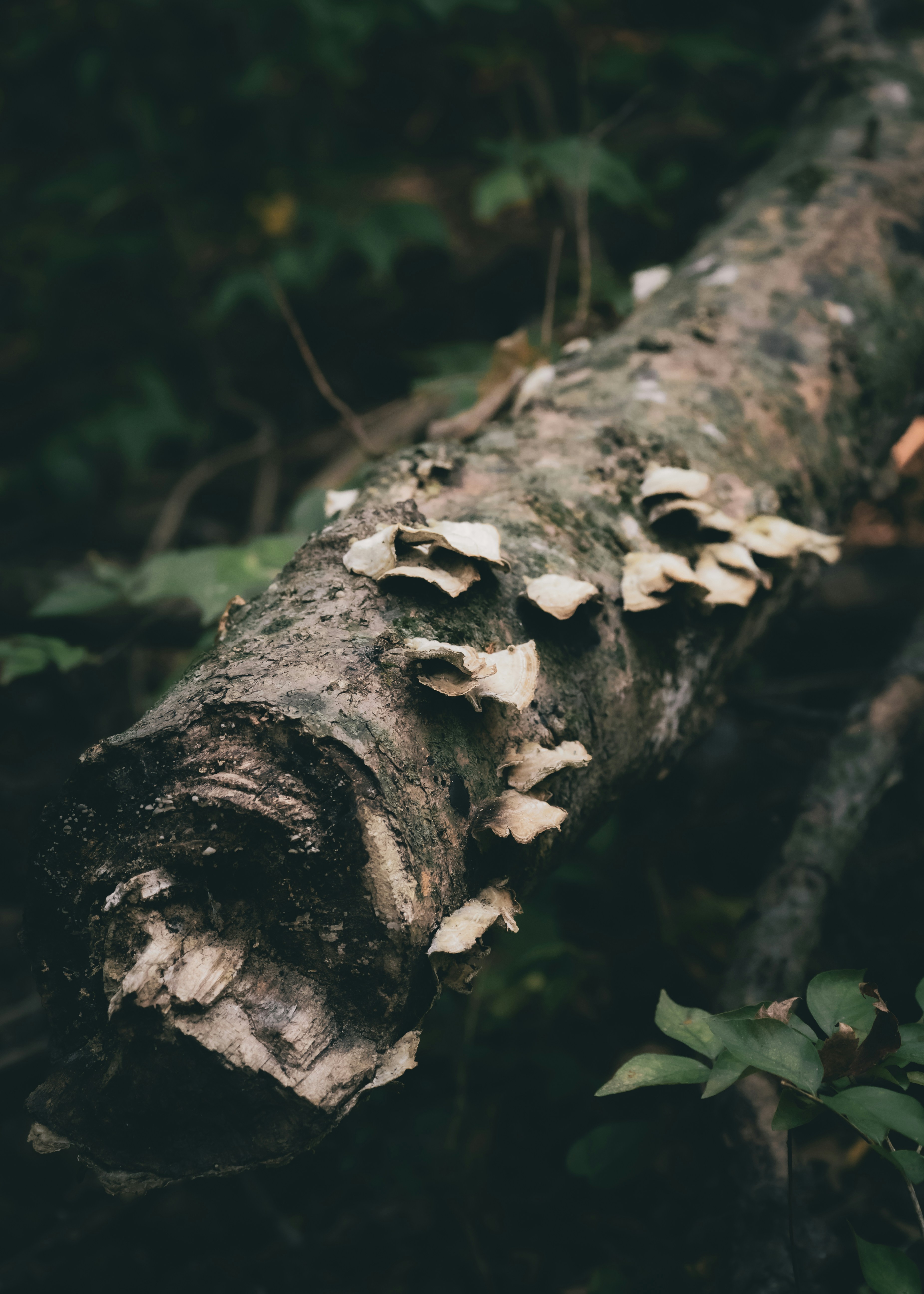 Mushrooms growing on a fallen tree trunk.