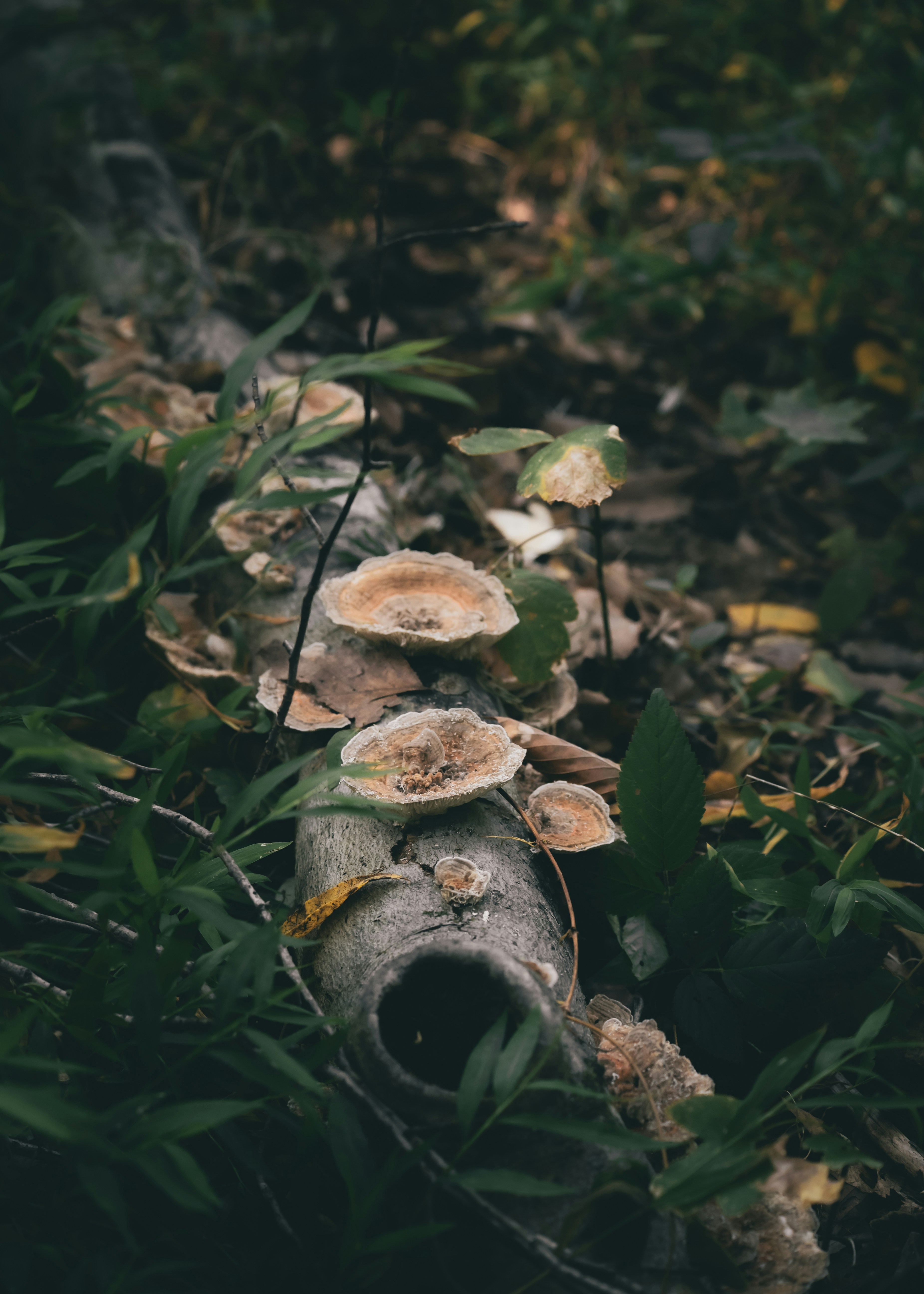 Mushrooms growing on a fallen log in a forest.